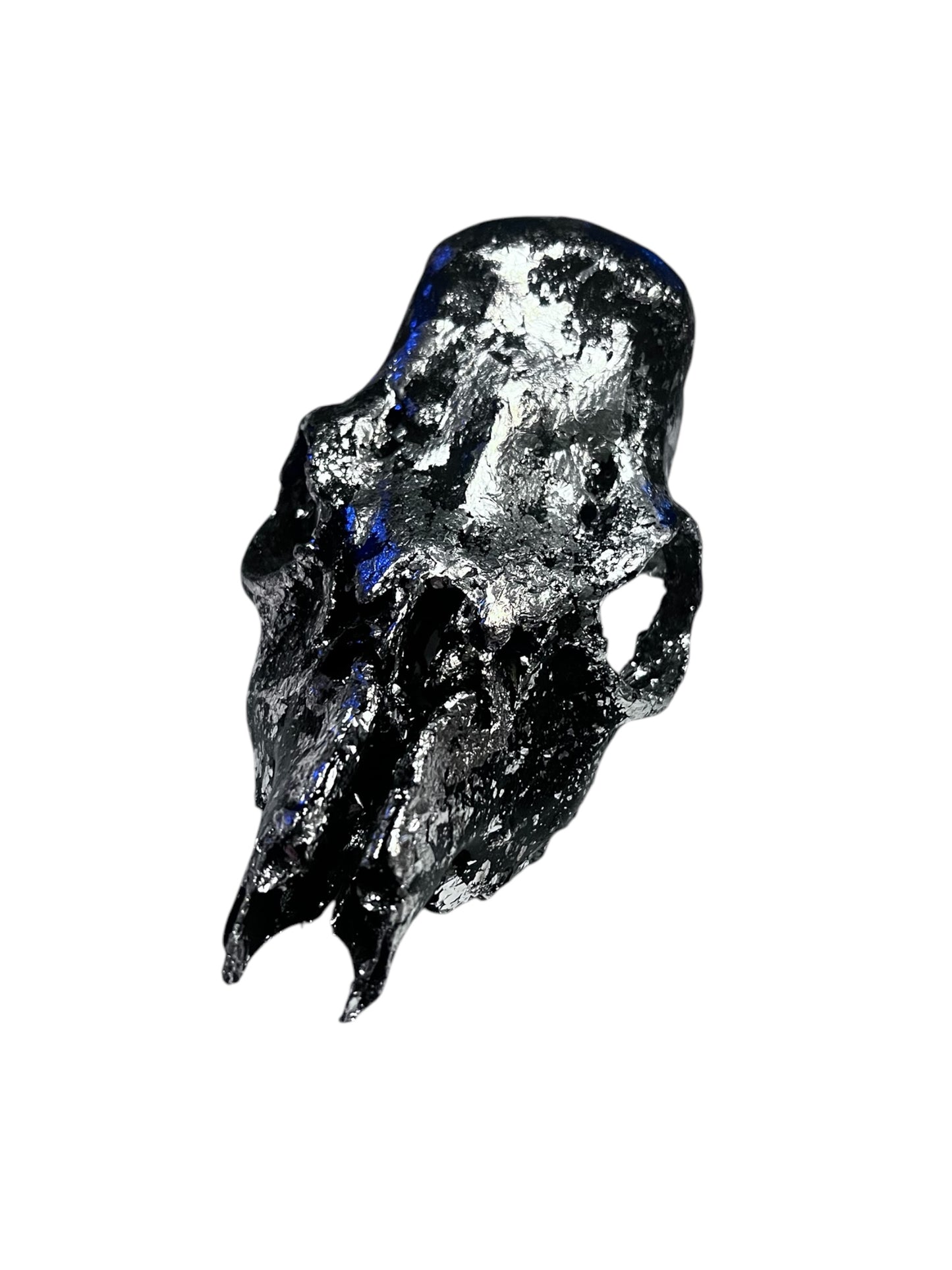 Scottish Black & Silver Roe Deer Skull