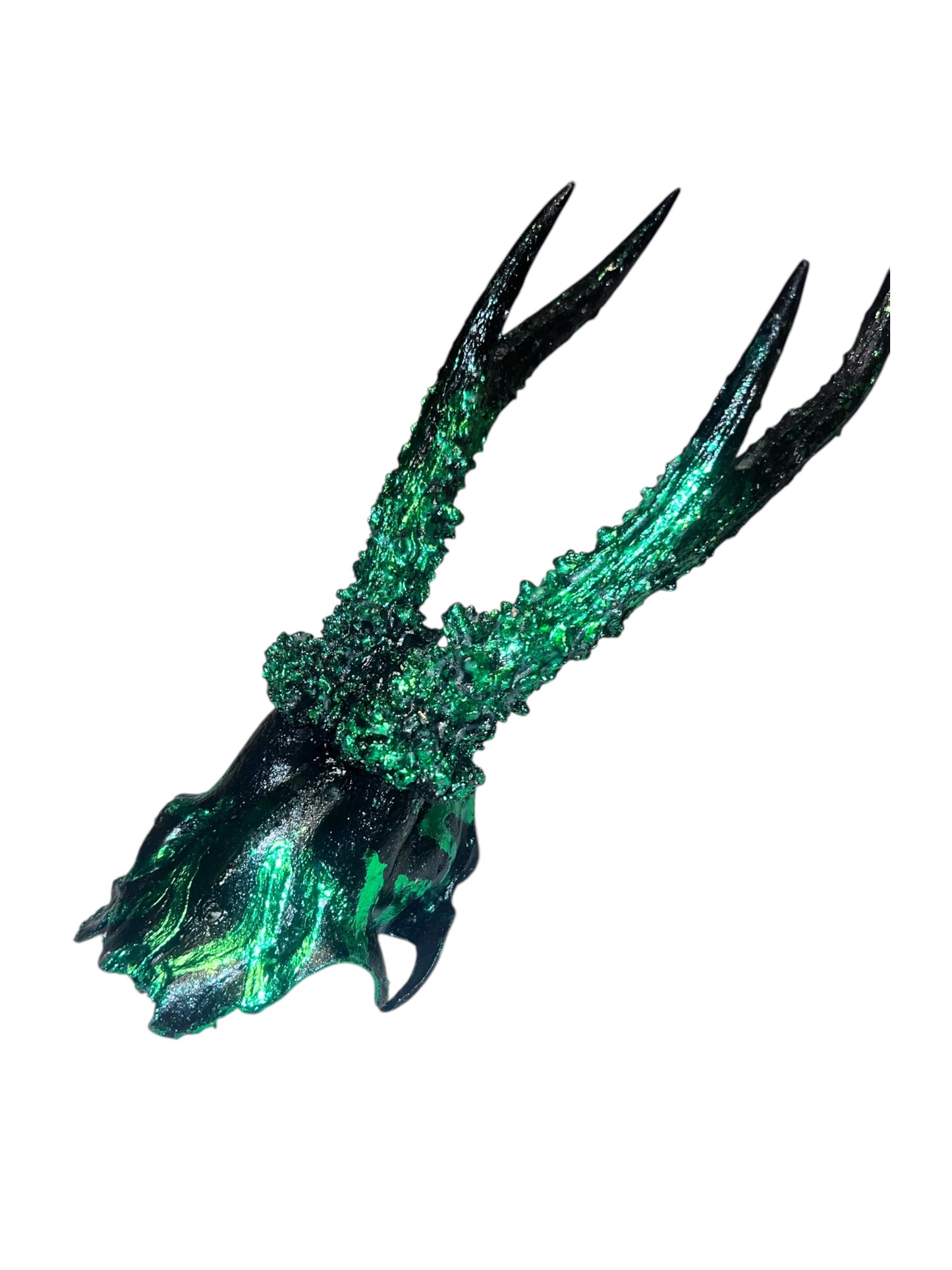 Scottish Green Flame Roe Deer Skull