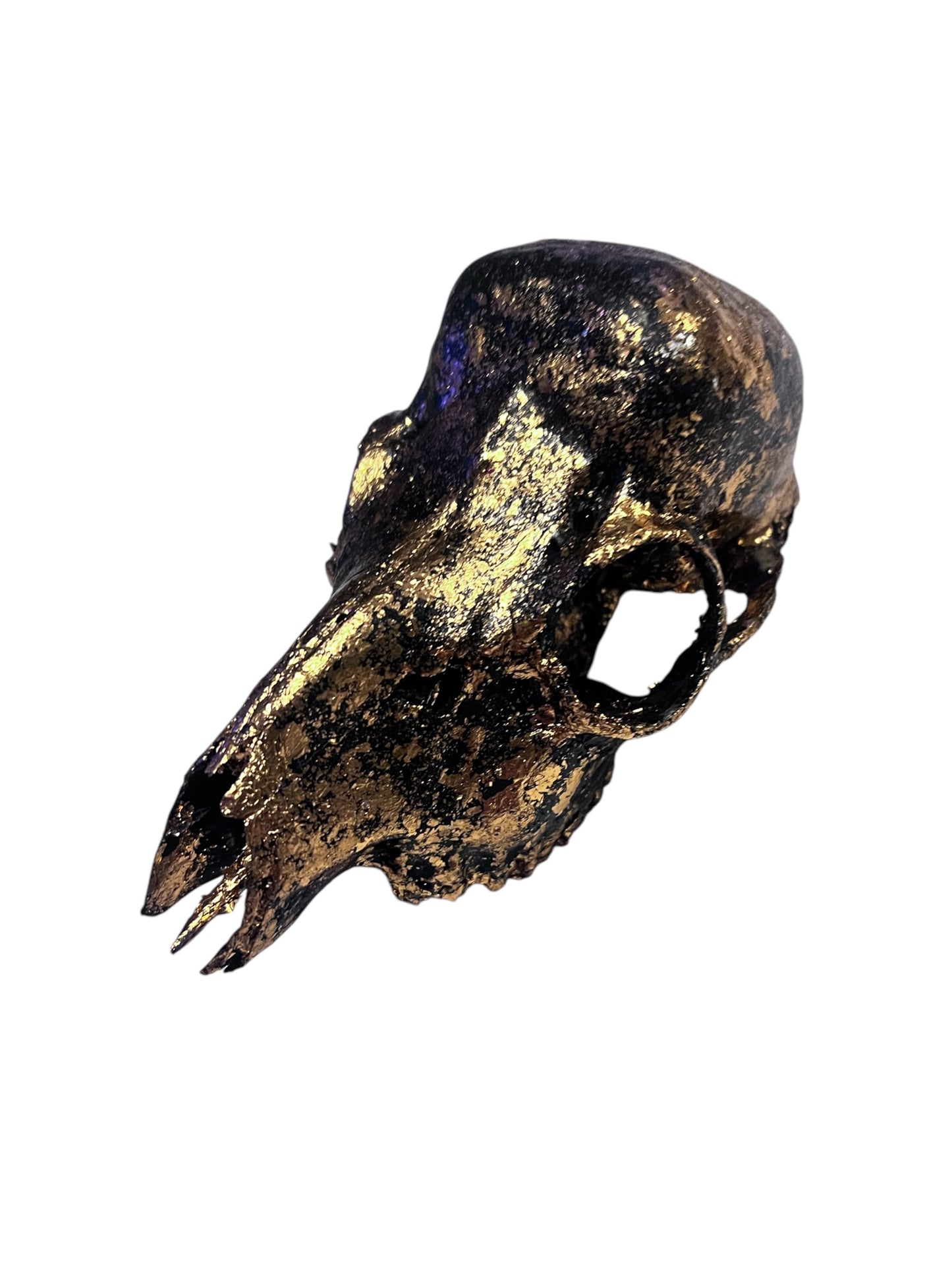 Scottish Copper & Black Roe Deer Skull