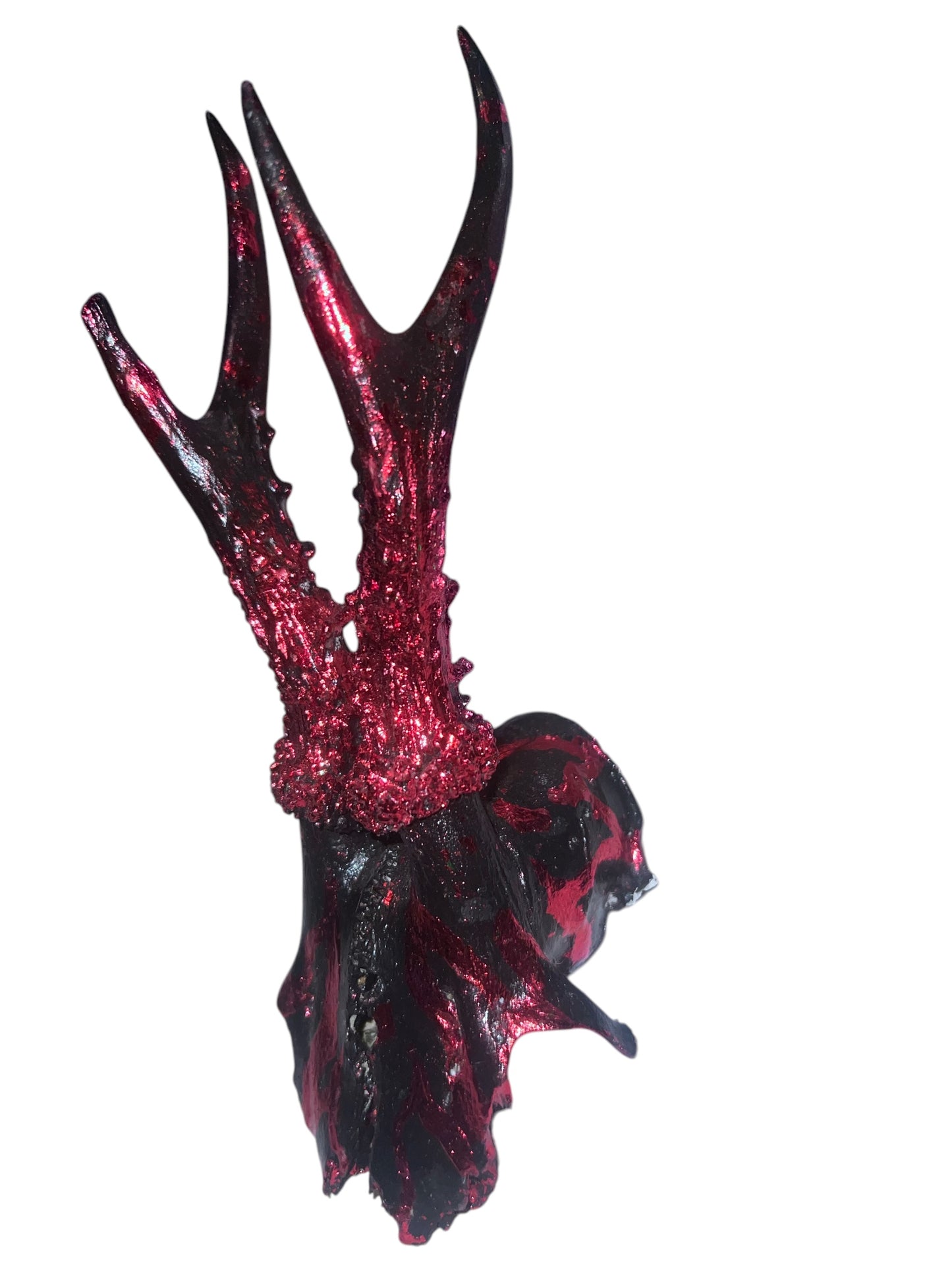 Scottish Red Flame Roe Deer Skull