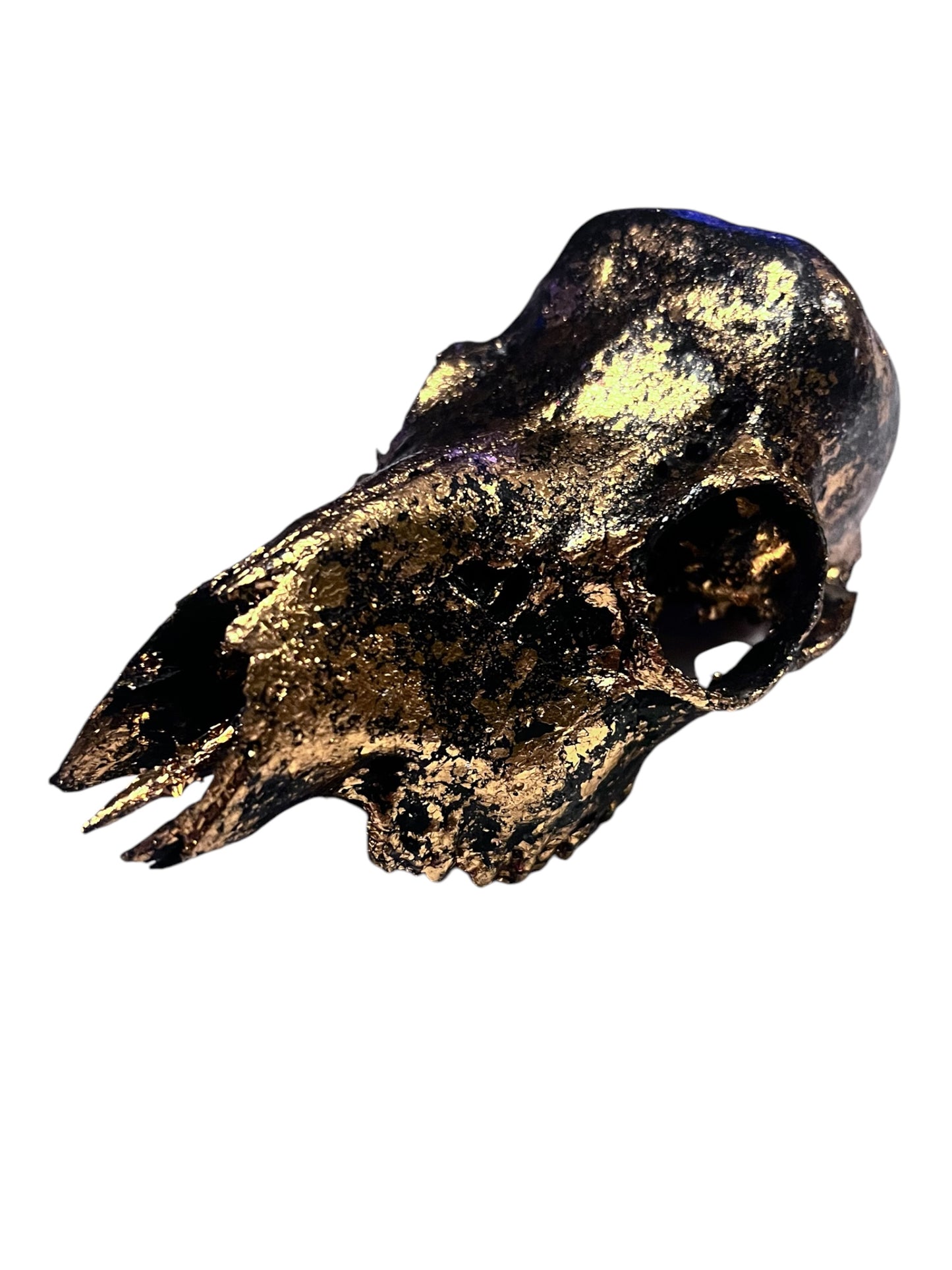 Scottish Copper & Black Roe Deer Skull
