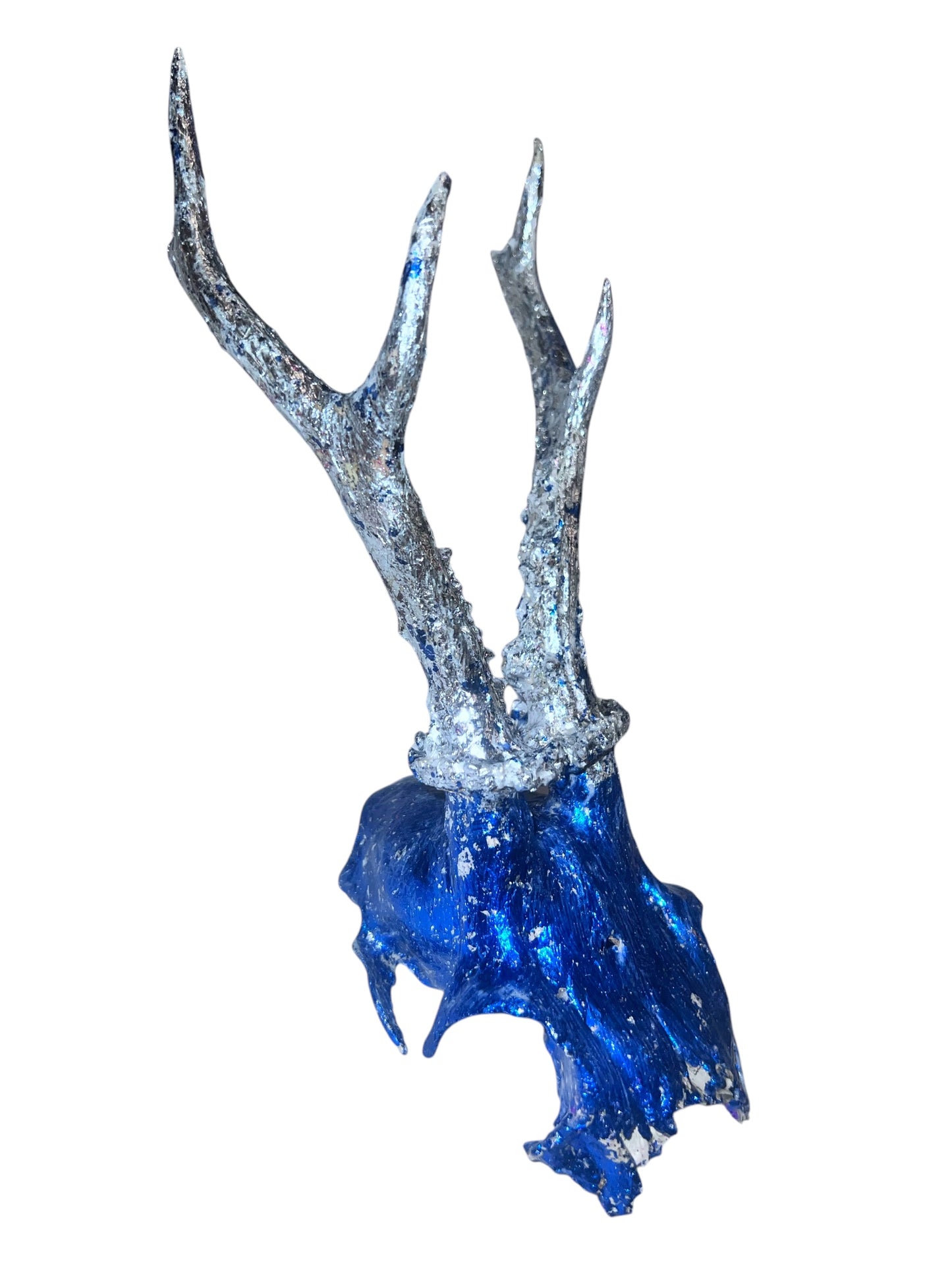 Scottish Blue & Silver Roe Deer Skull