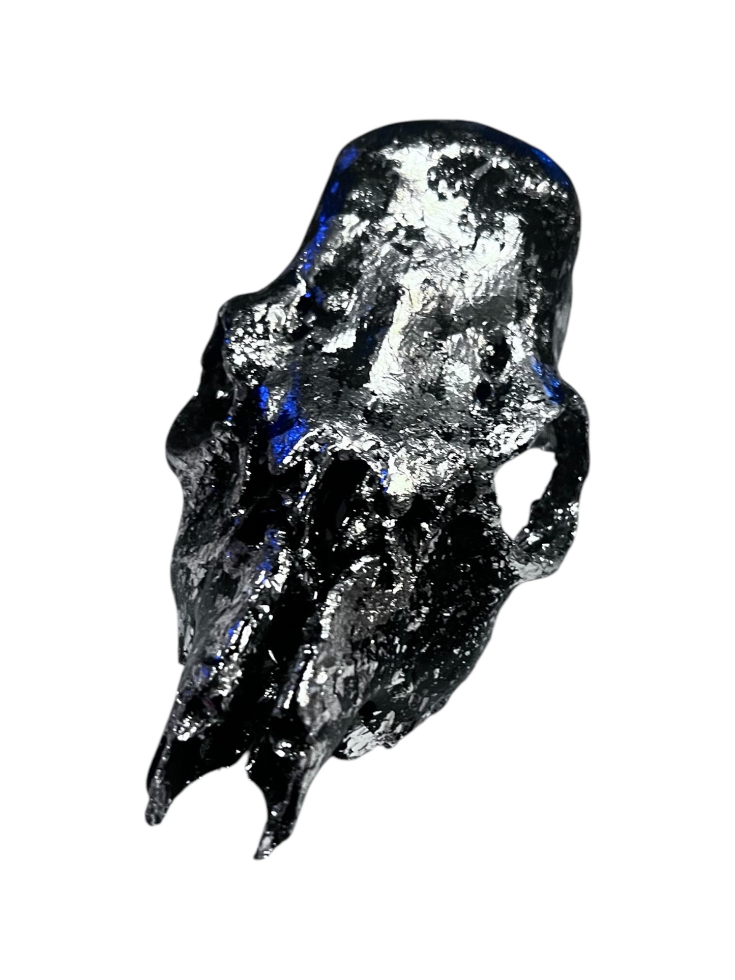 Scottish Black & Silver Roe Deer Skull