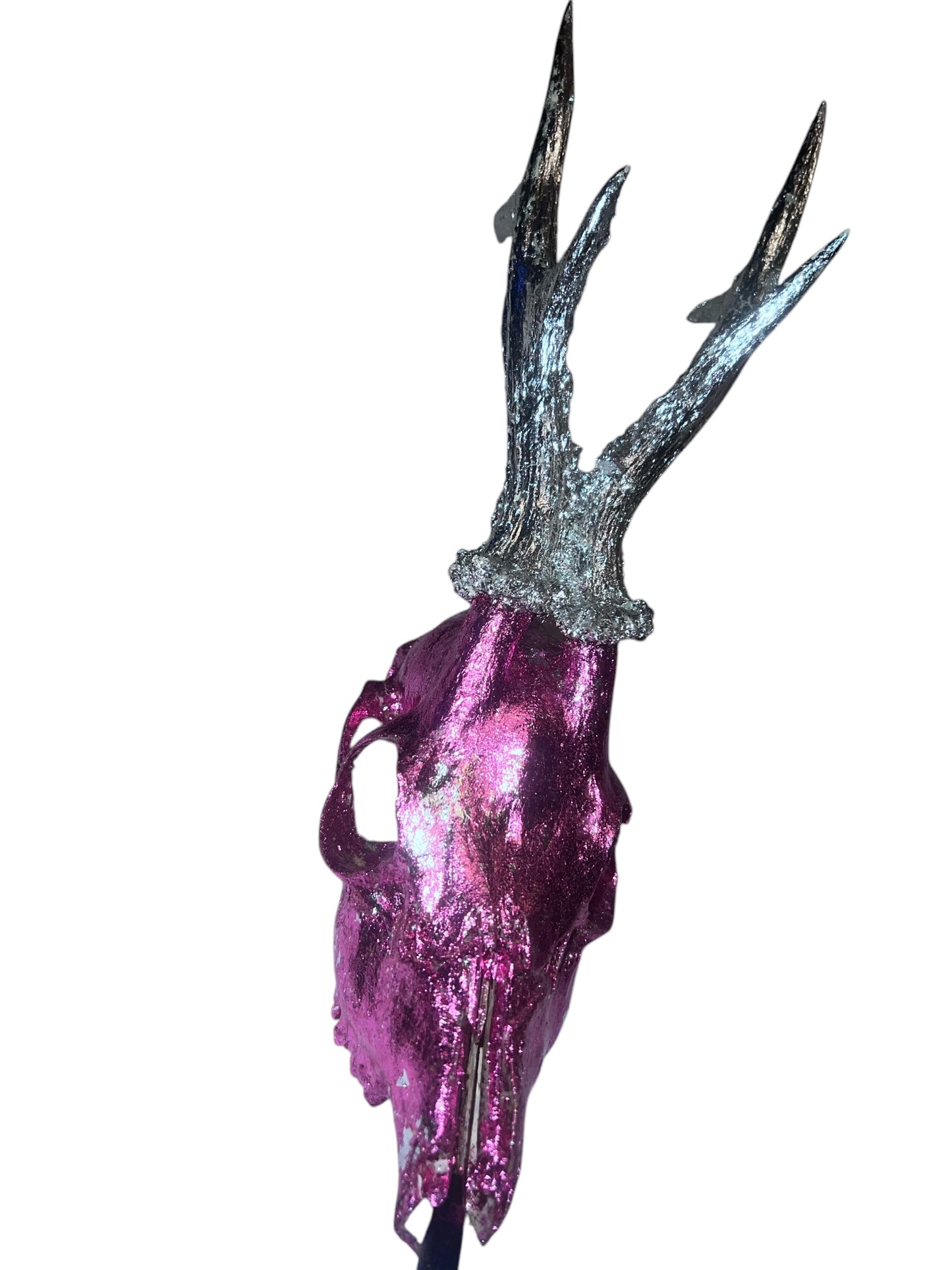 Scottish Pink & Silver Roe Deer Skull