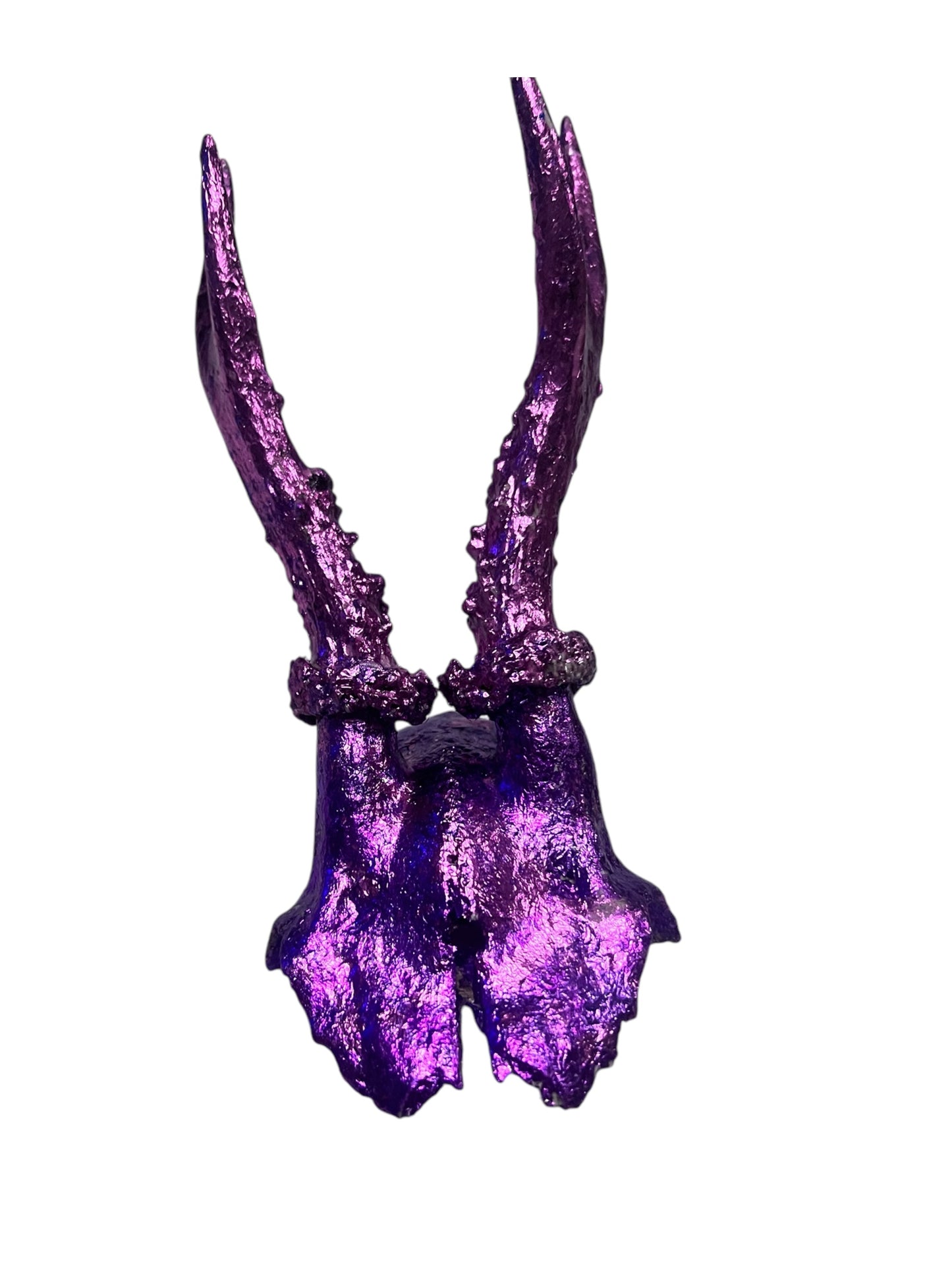 Scottish Purple Roe Deer Skull