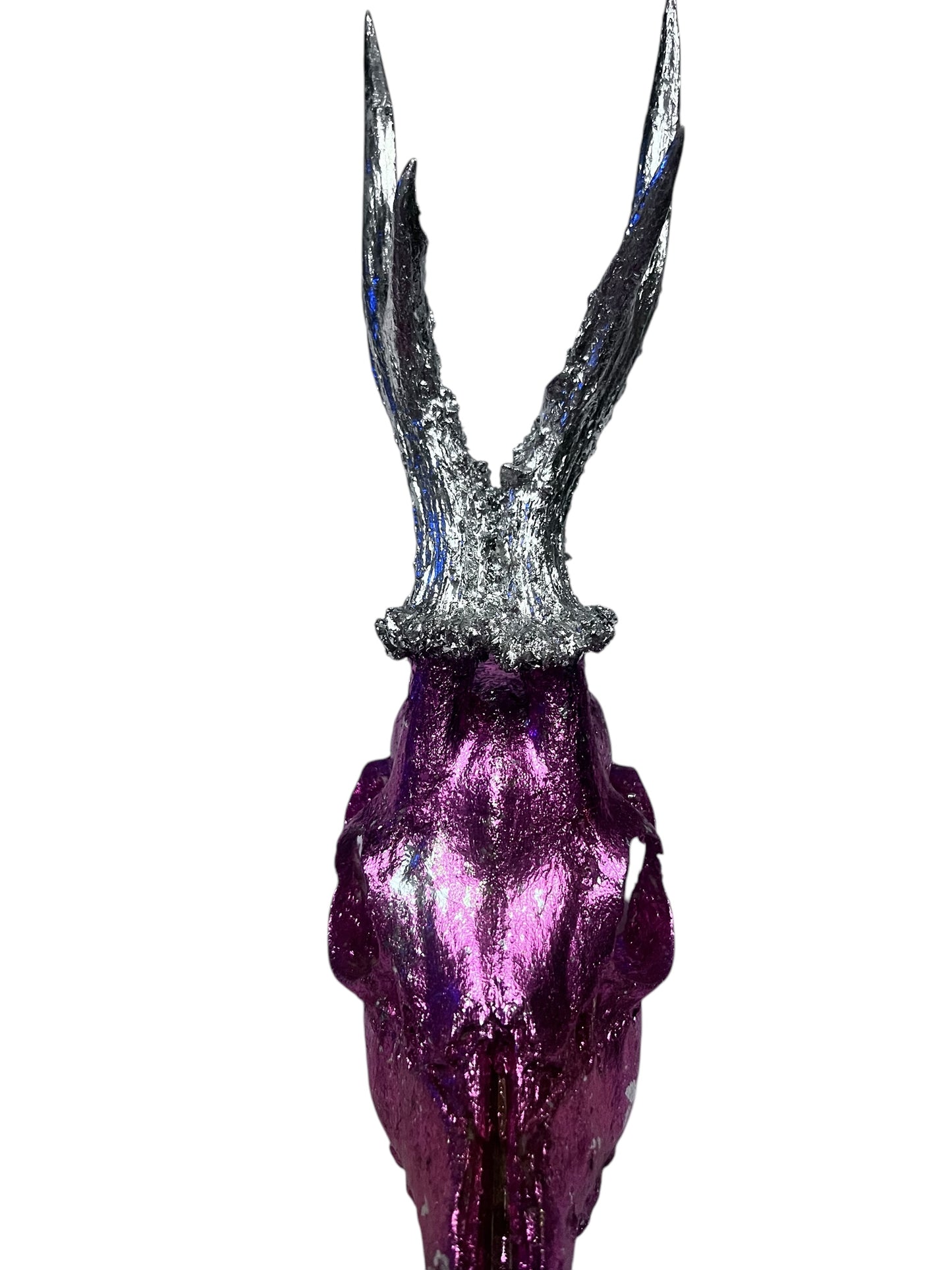 Scottish Pink & Silver Roe Deer Skull