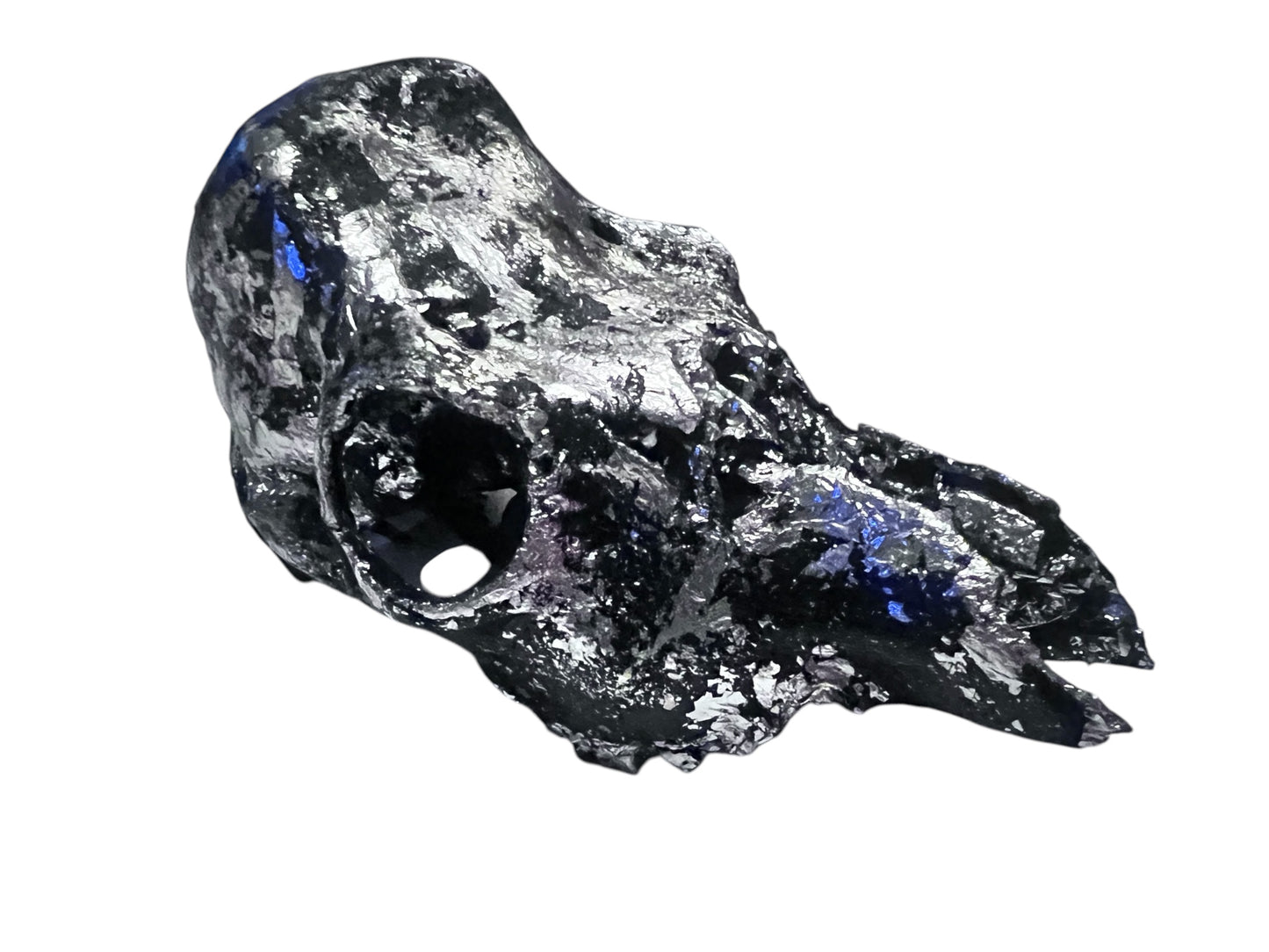 Scottish Black & Silver Roe Deer Skull
