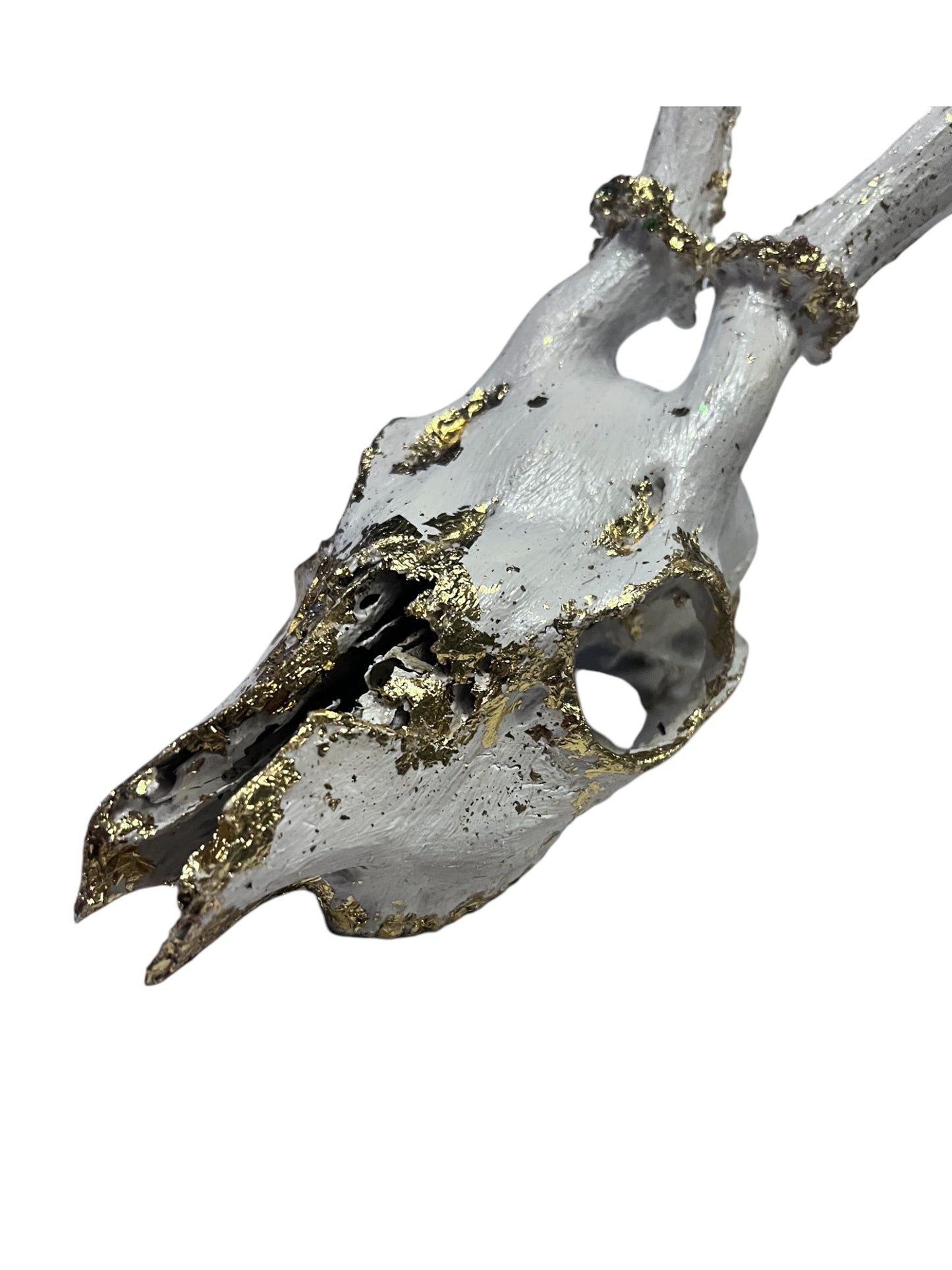 Scottish White & Gold Deer Skull