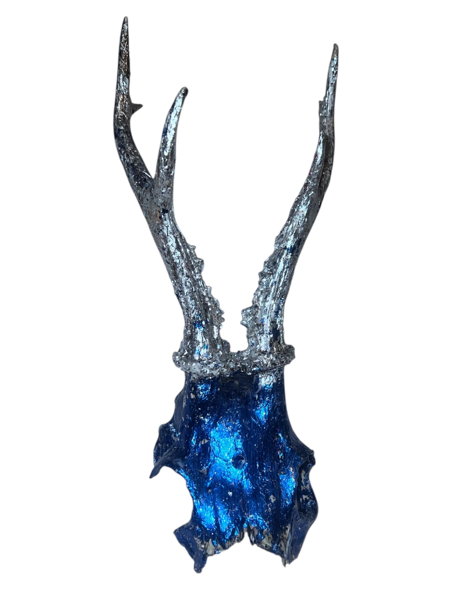 Scottish Blue & Silver Roe Deer Skull