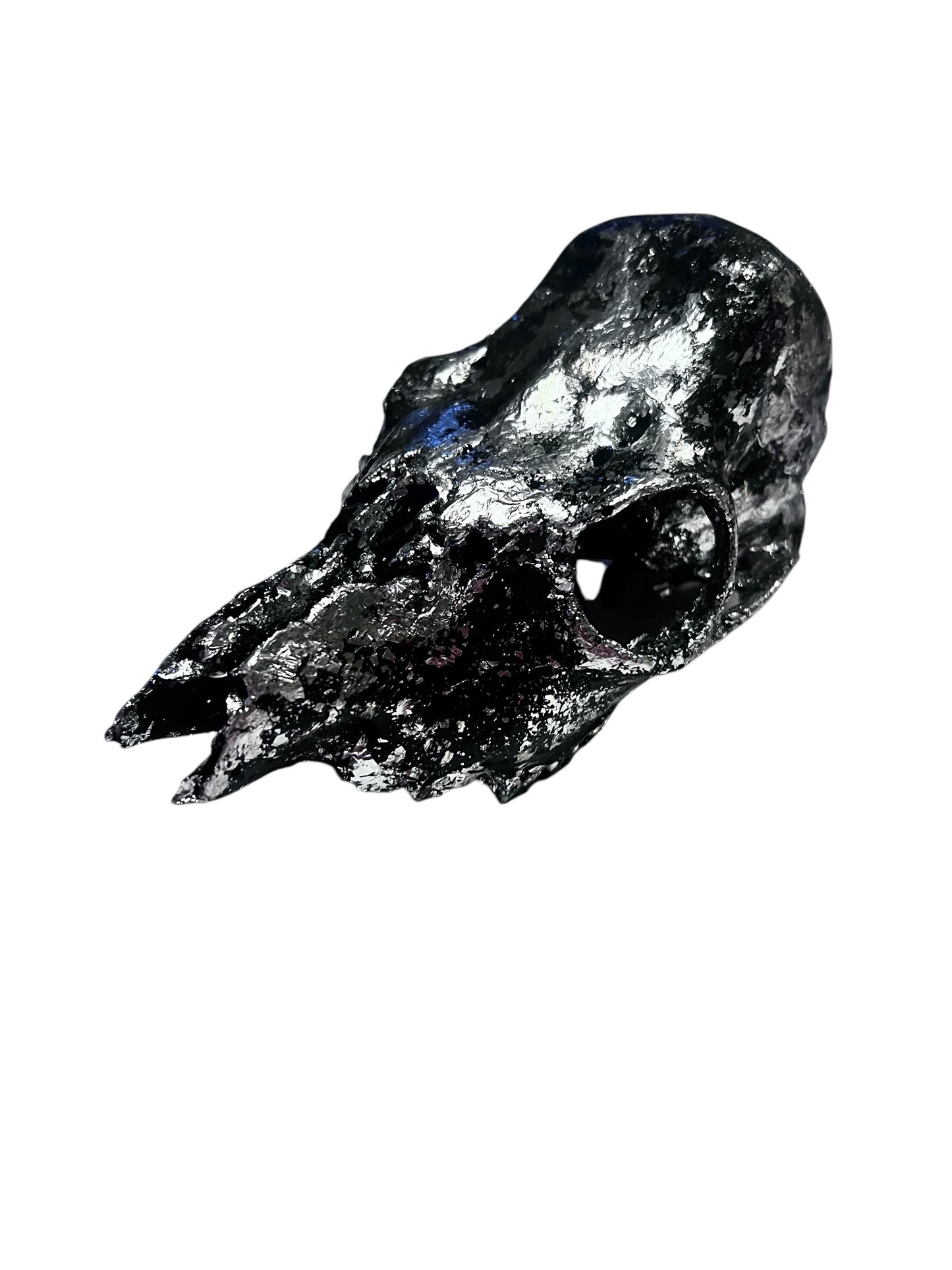 Scottish Black & Silver Roe Deer Skull