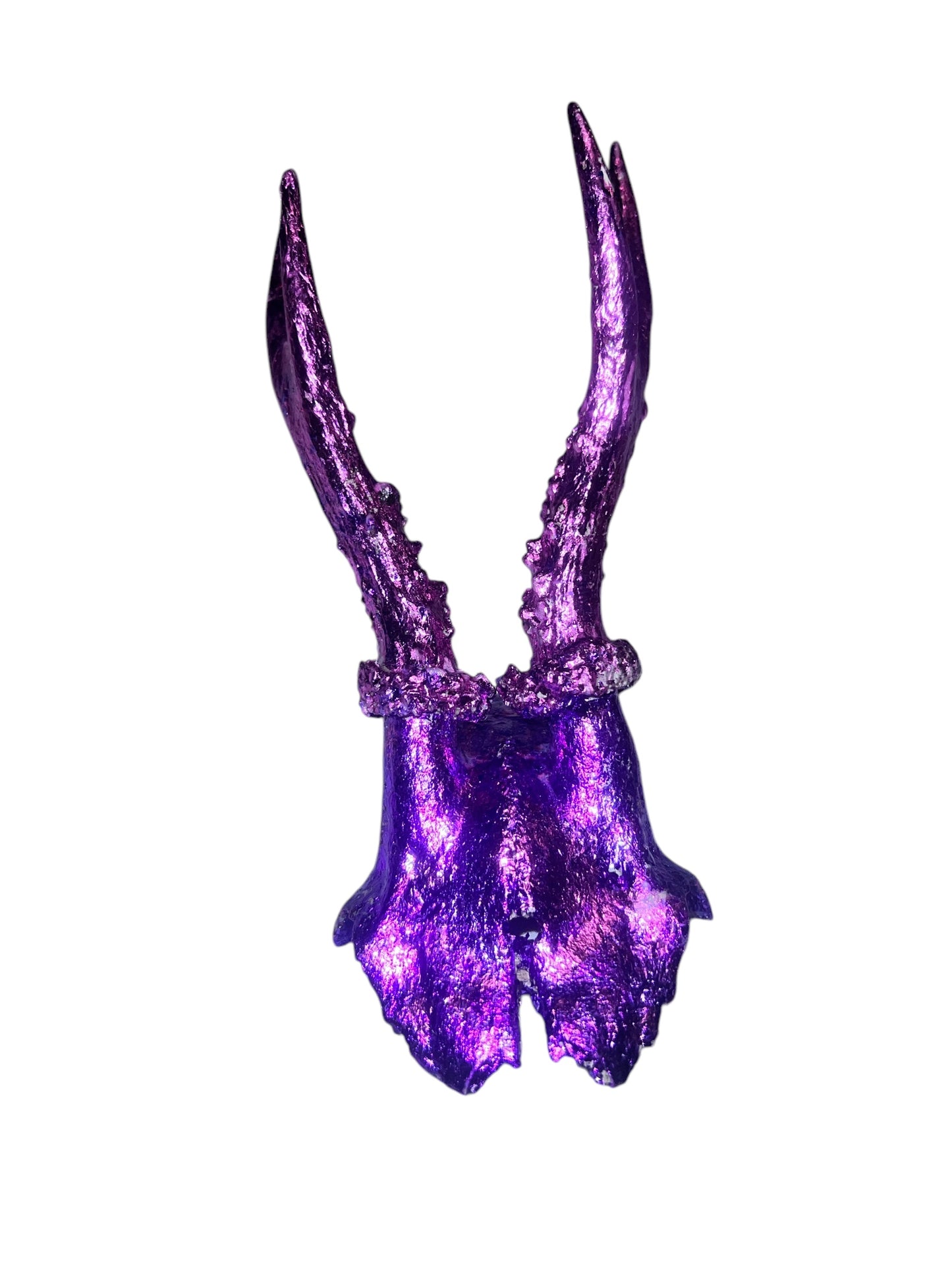 Scottish Purple Roe Deer Skull