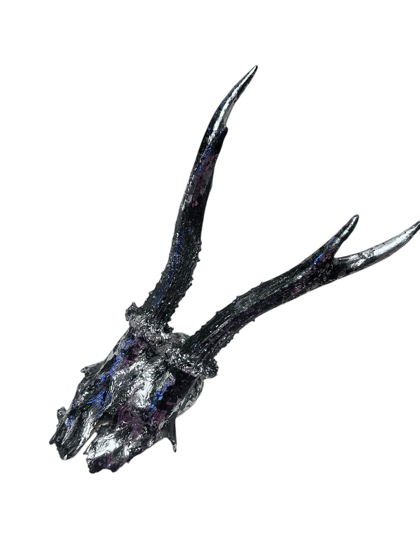 Scottish Silver & Black Roe Deer Skull