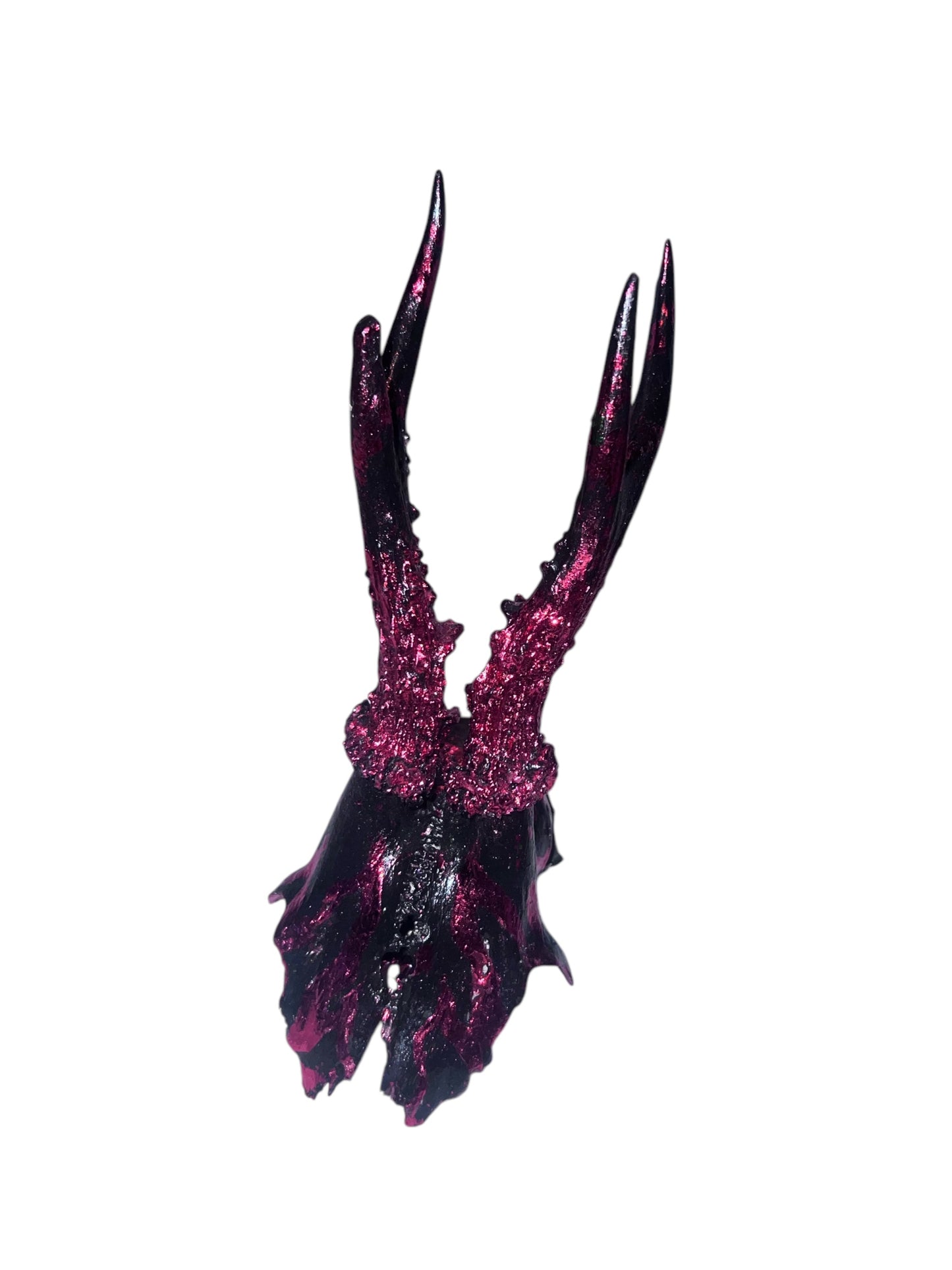 Scottish Red Flame Roe Deer Skull