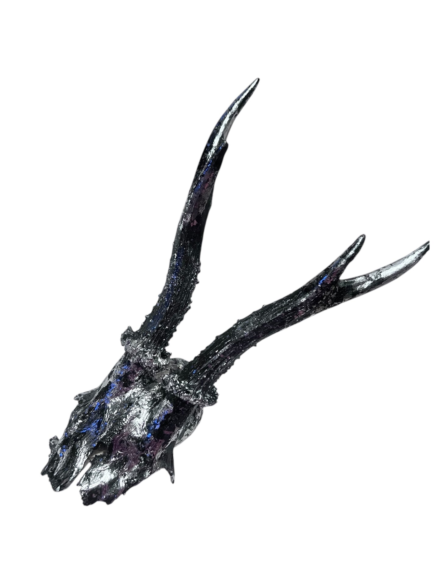 Scottish Silver & Black Roe Deer Skull