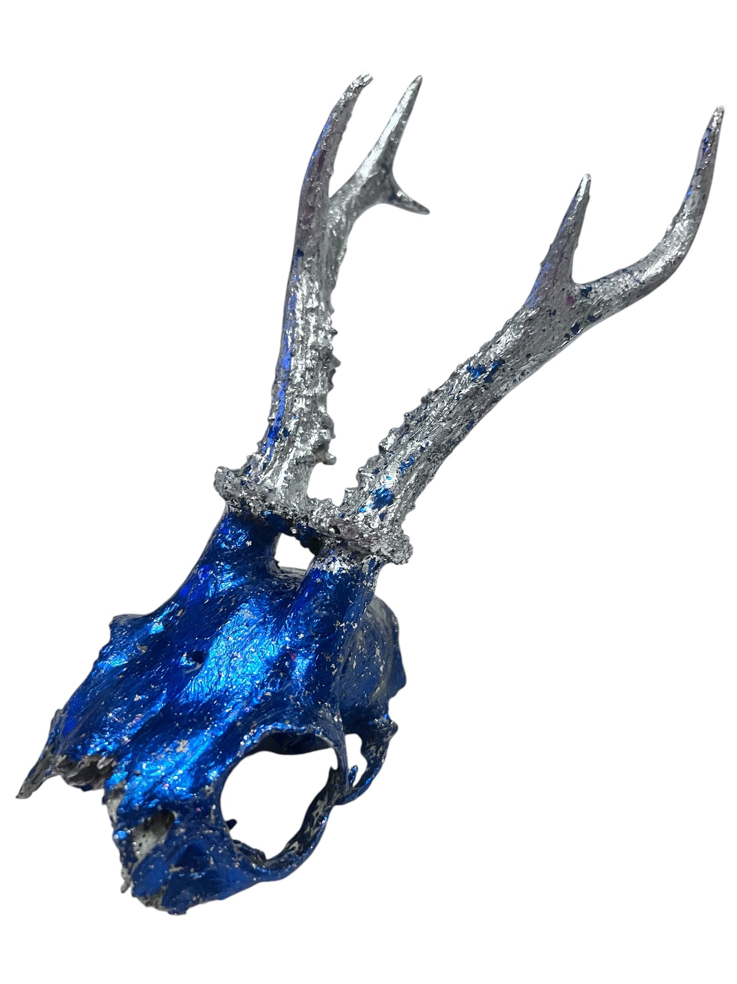 Scottish Blue & Silver Roe Deer Skull