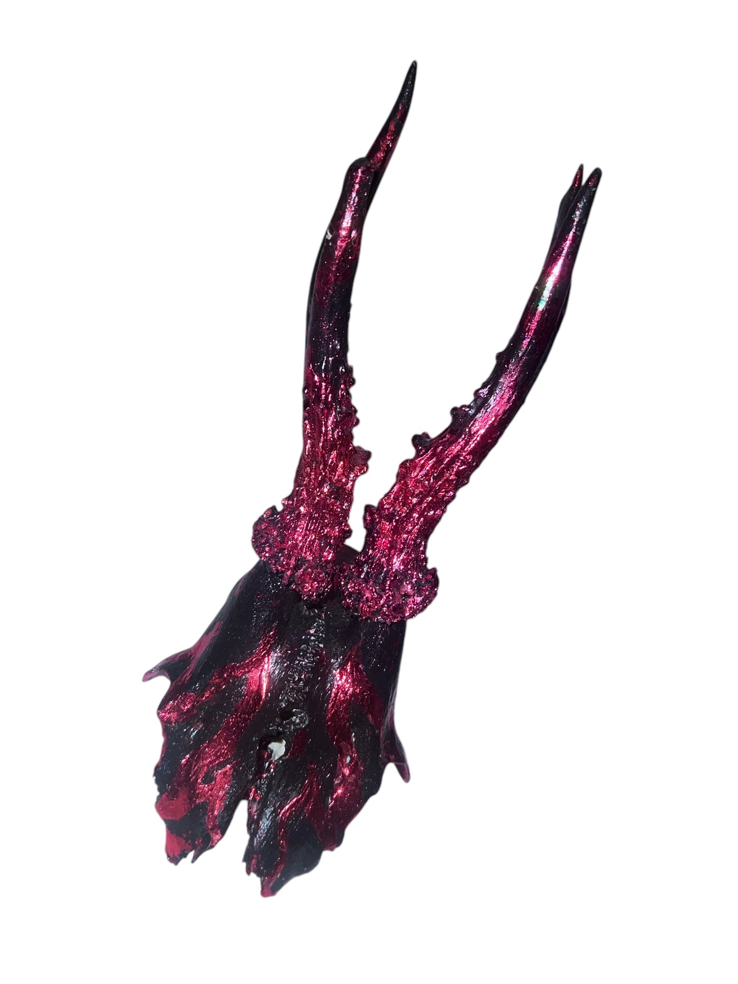 Scottish Red Flame Roe Deer Skull