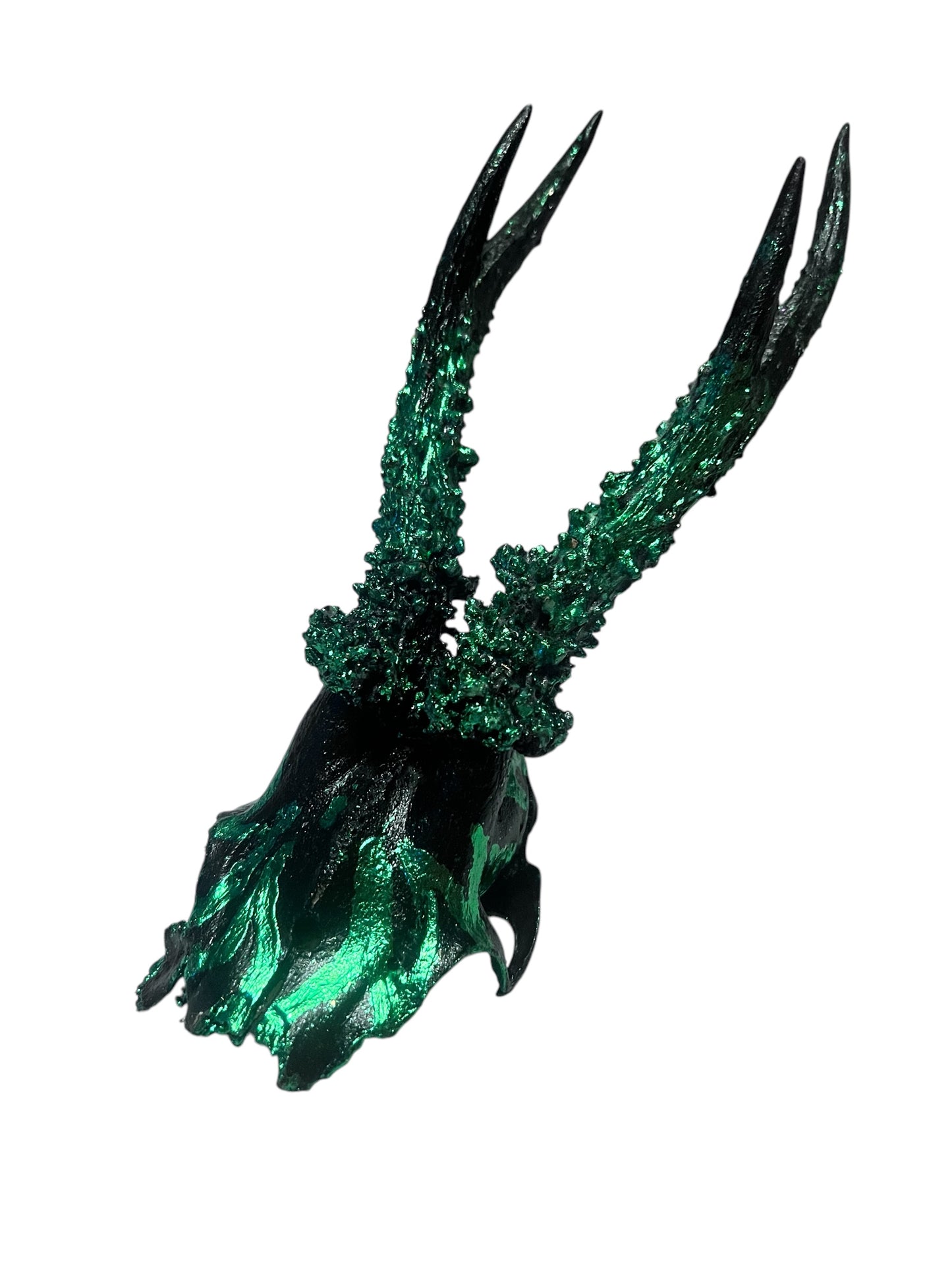 Scottish Green Flame Roe Deer Skull