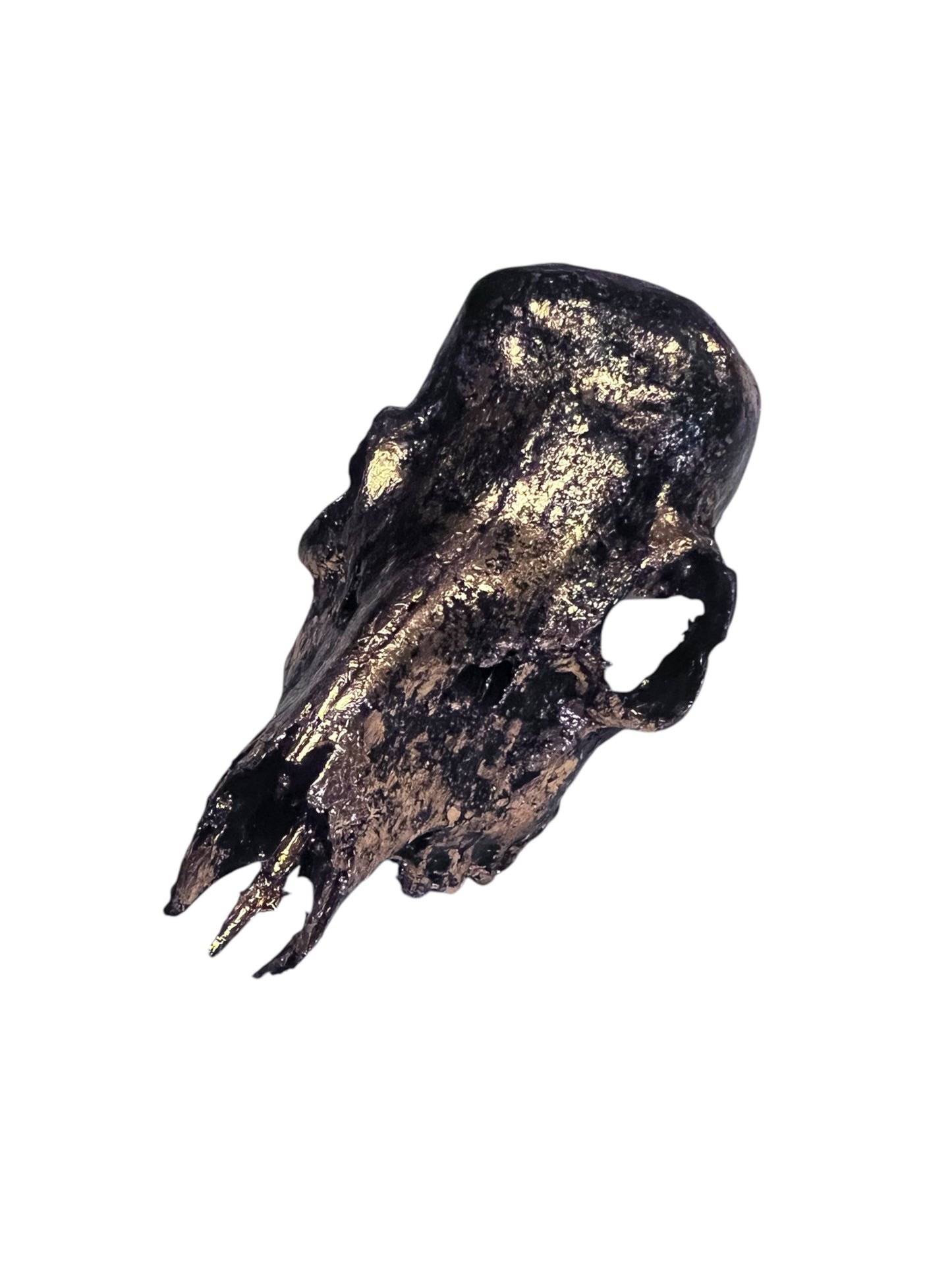 Scottish Copper & Black Roe Deer Skull