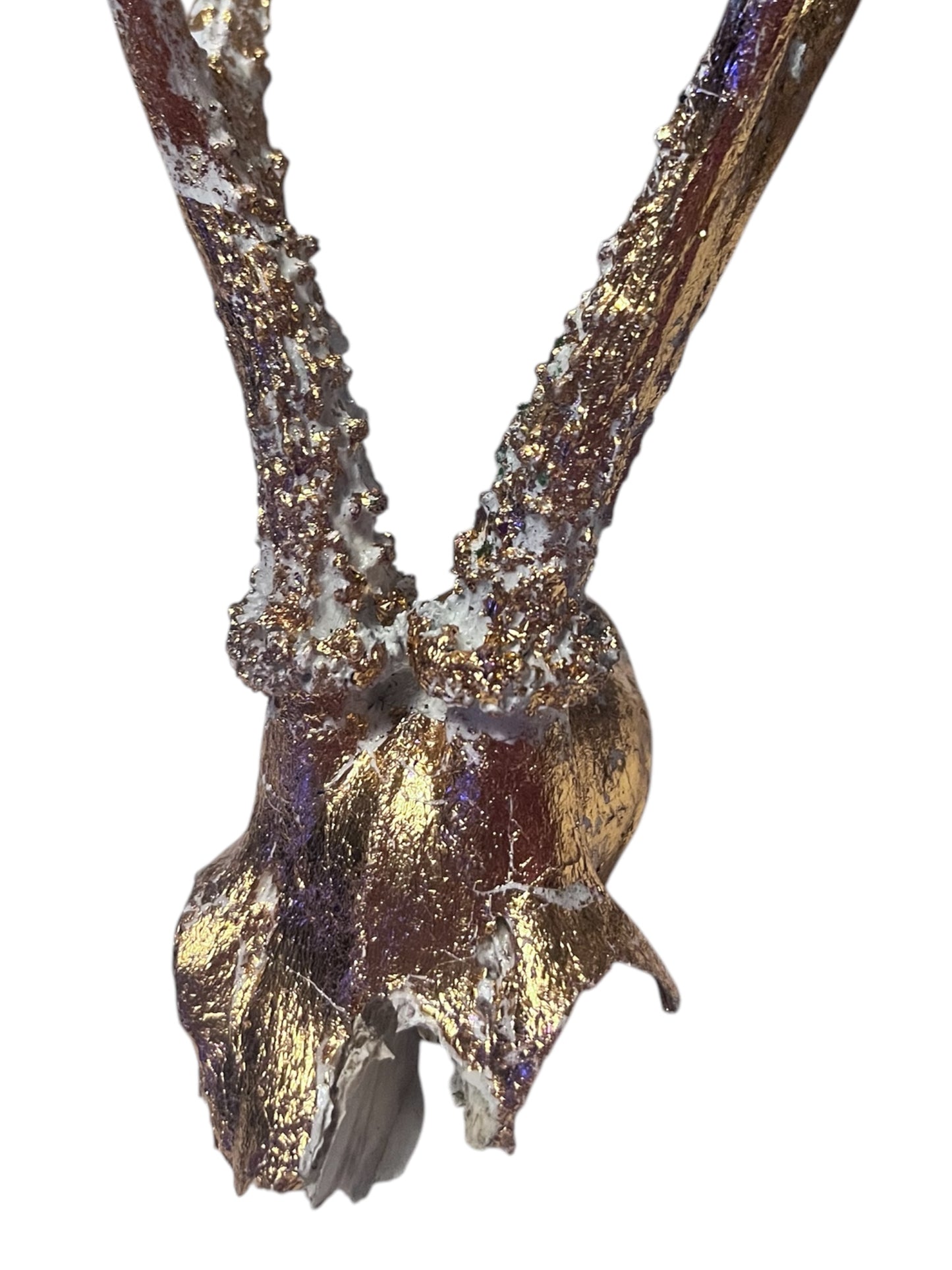 Scottish White & Gold Roe Deer Skull