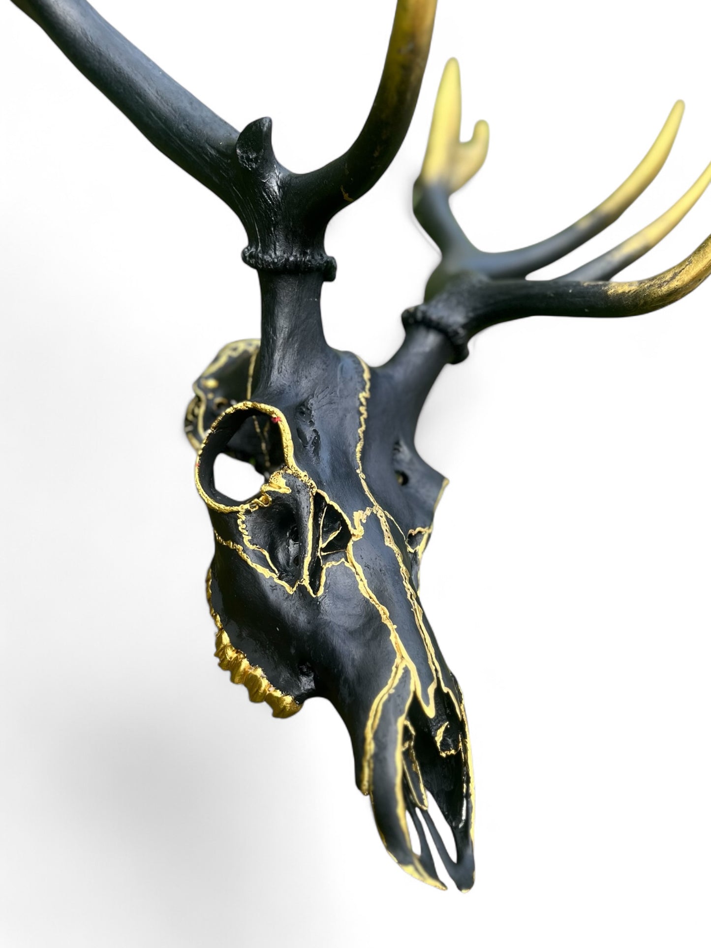 Scottish Red Stag Deer- Black & Gold