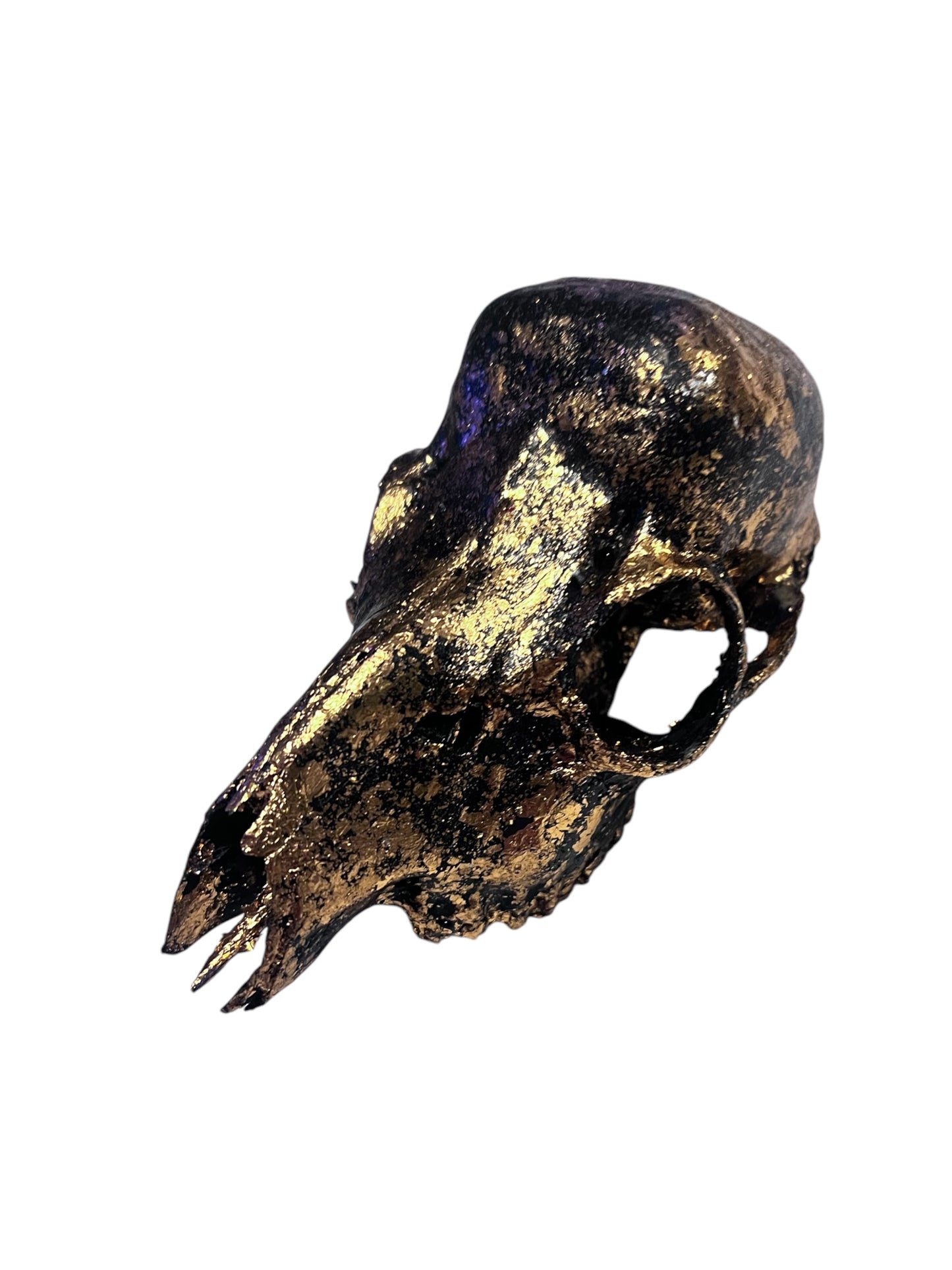 Scottish Copper & Black Roe Deer Skull