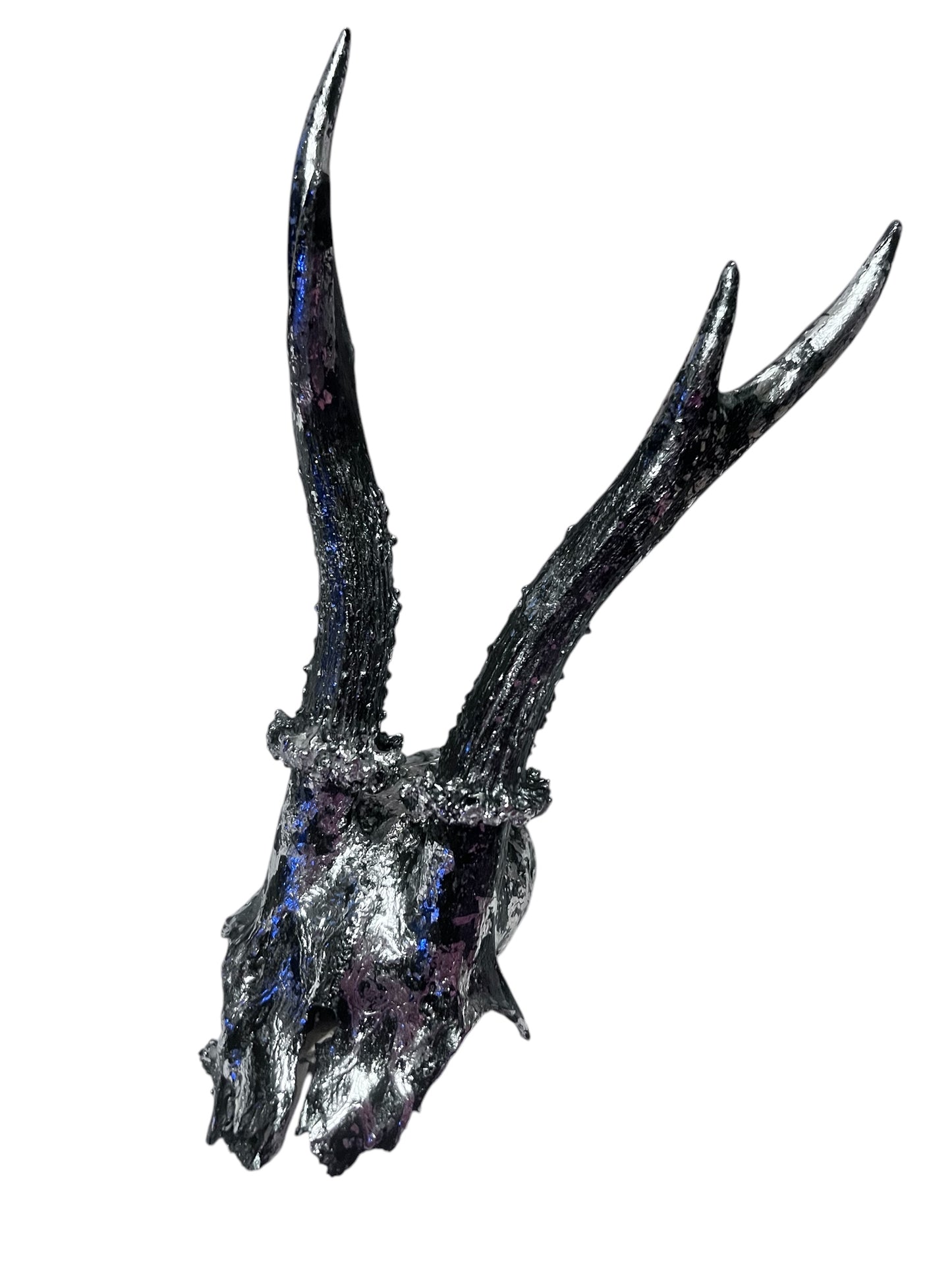 Scottish Silver & Black Roe Deer Skull