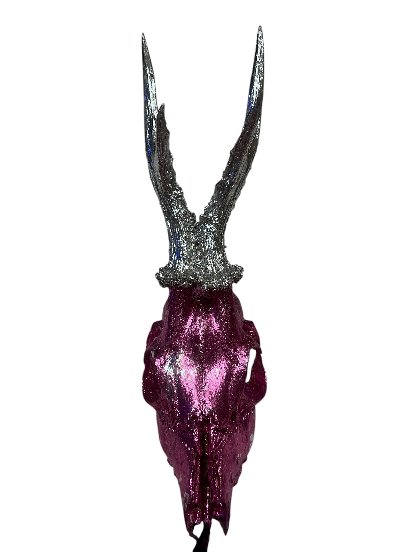 Scottish Pink & Silver Roe Deer Skull