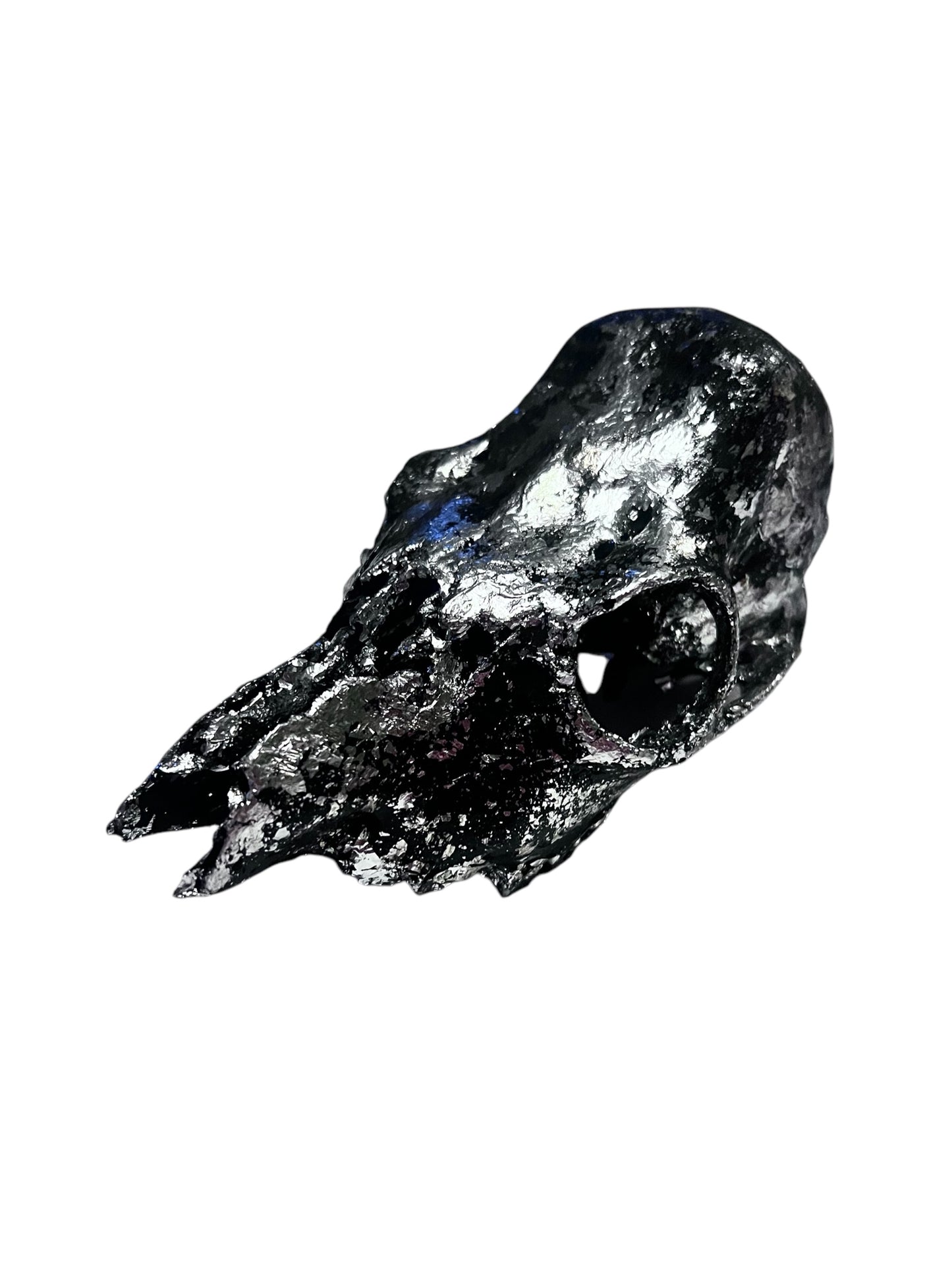 Scottish Black & Silver Roe Deer Skull