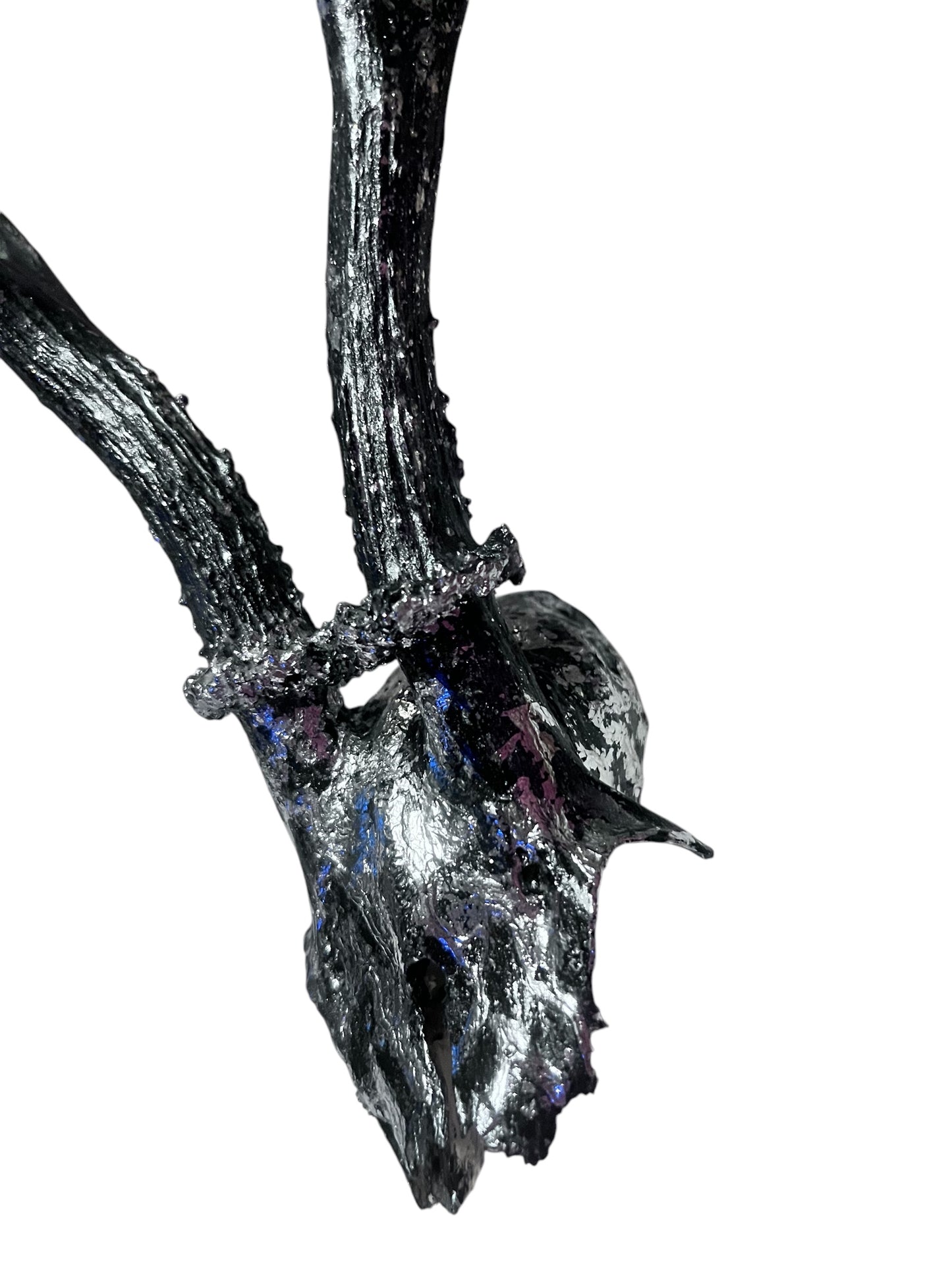 Scottish Silver & Black Roe Deer Skull