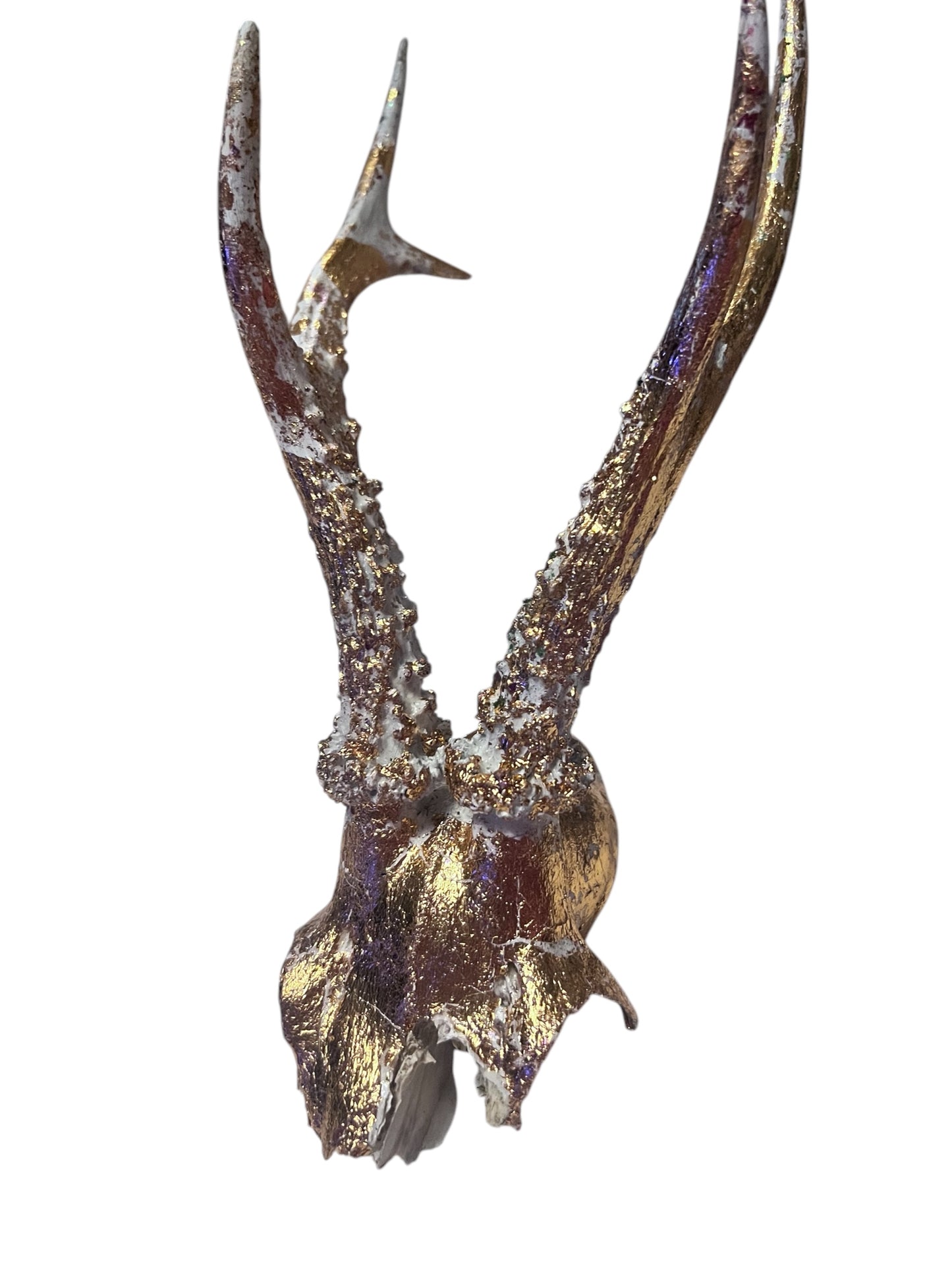 Scottish White & Gold Roe Deer Skull