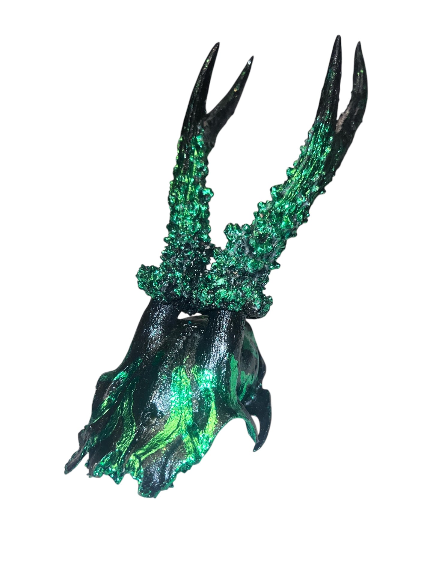 Scottish Green Flame Roe Deer Skull