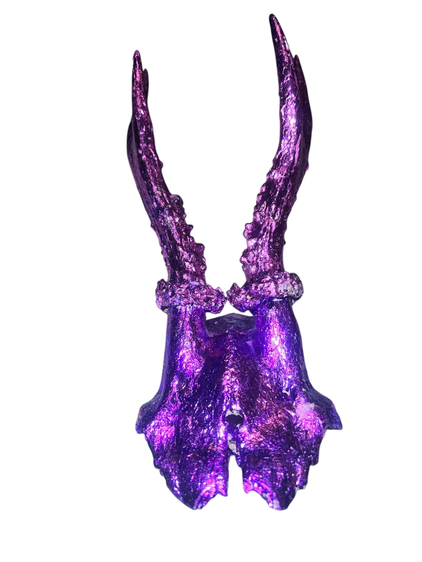 Scottish Purple Roe Deer Skull