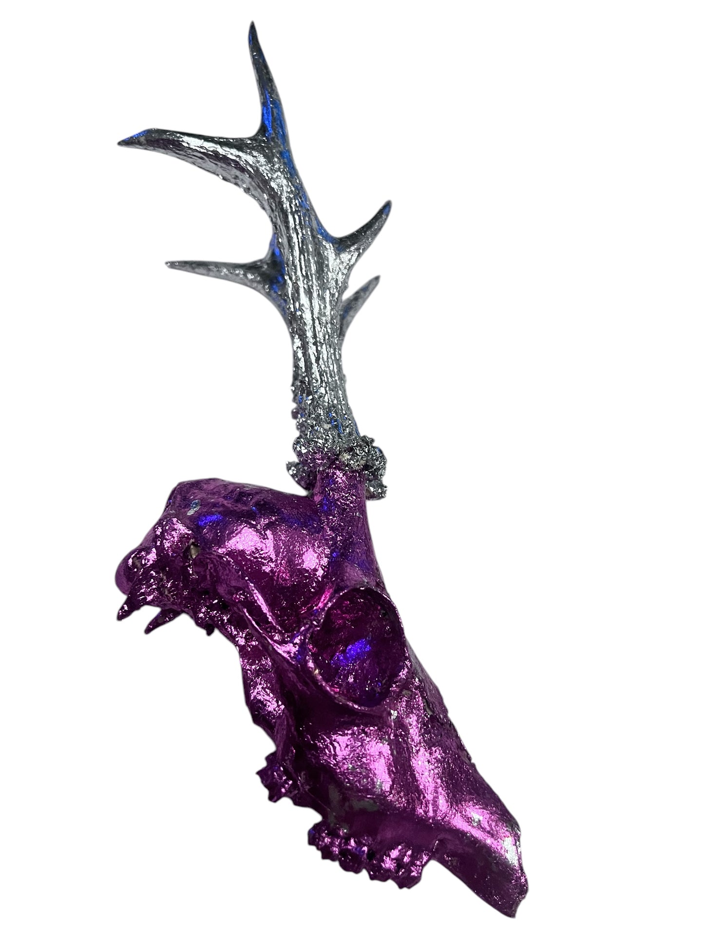 Scottish Pink & Silver Roe Deer Skull