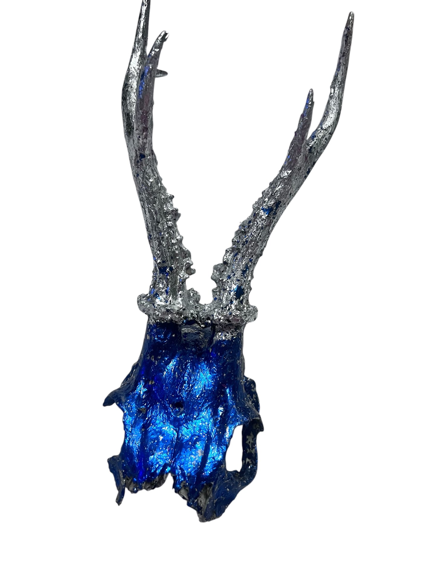 Scottish Blue & Silver Roe Deer Skull
