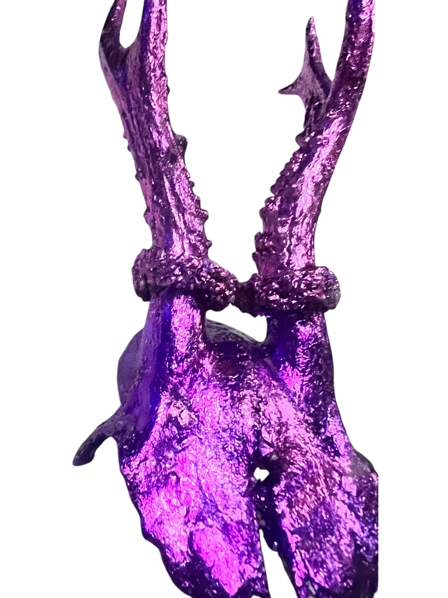 Scottish Purple Roe Deer Skull