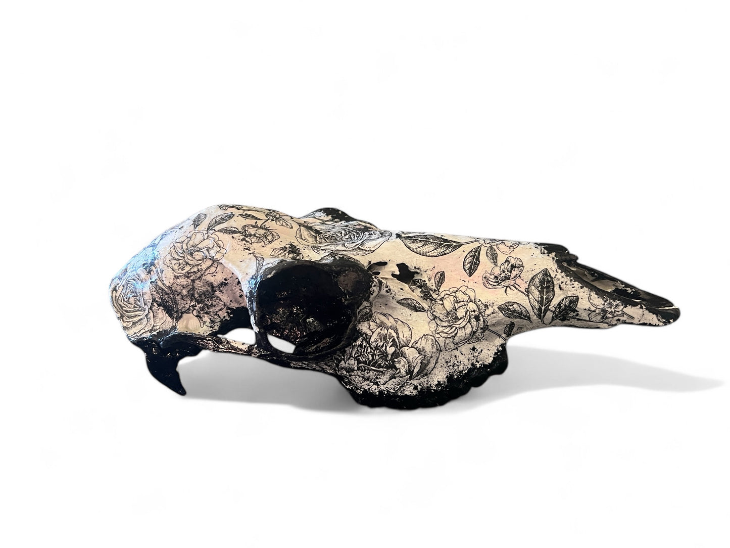 Scottish Black Rose Deer Skull