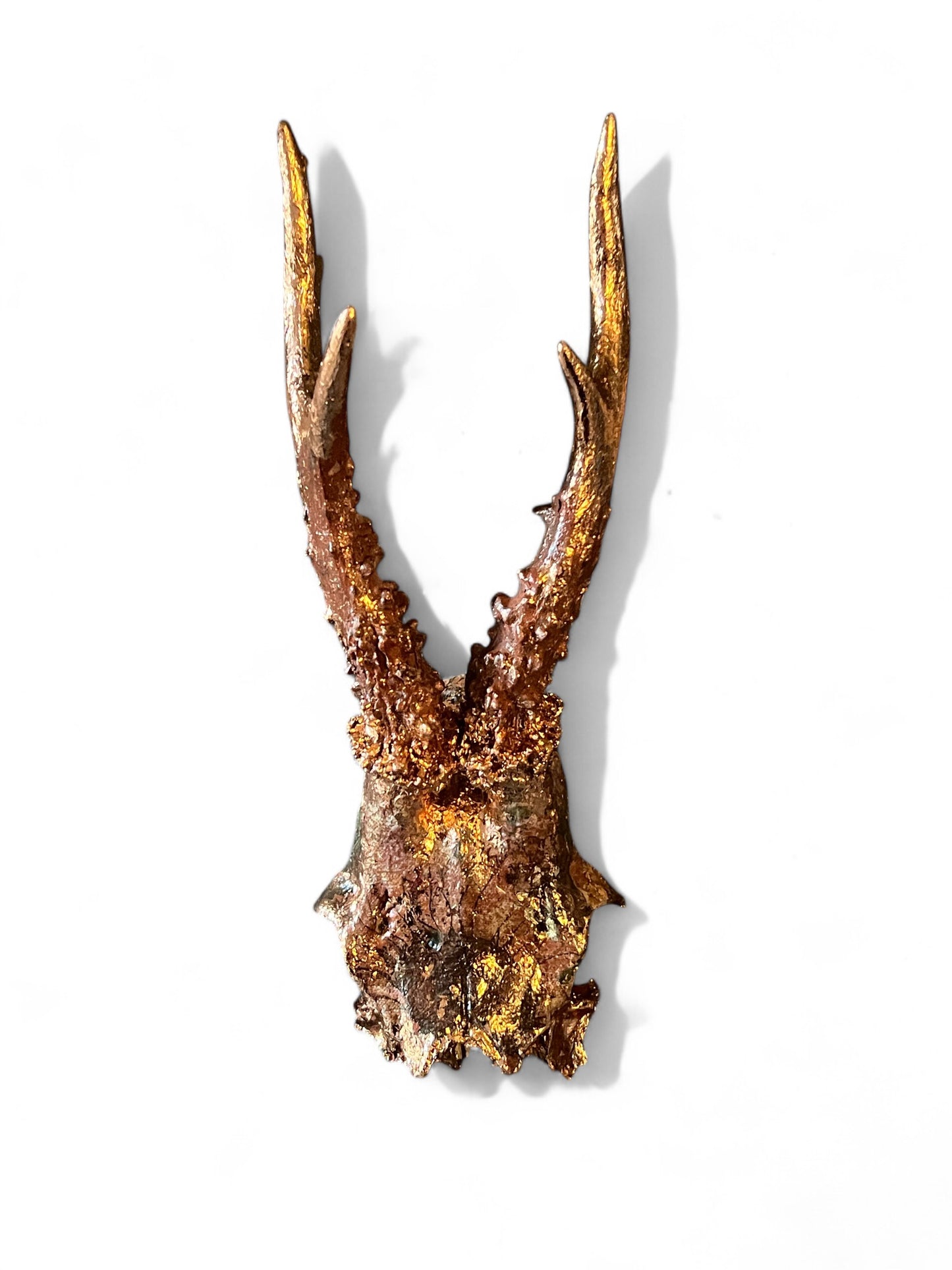 Scottish Copper Sunflower Roe Deer Skull