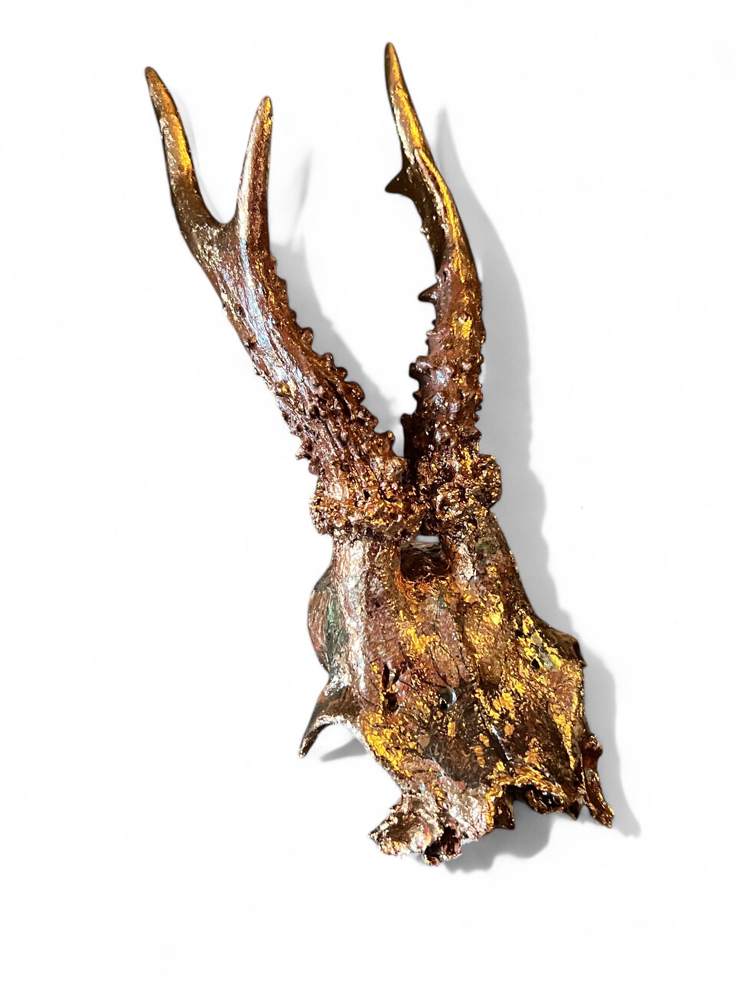Scottish Copper Sunflower Roe Deer Skull