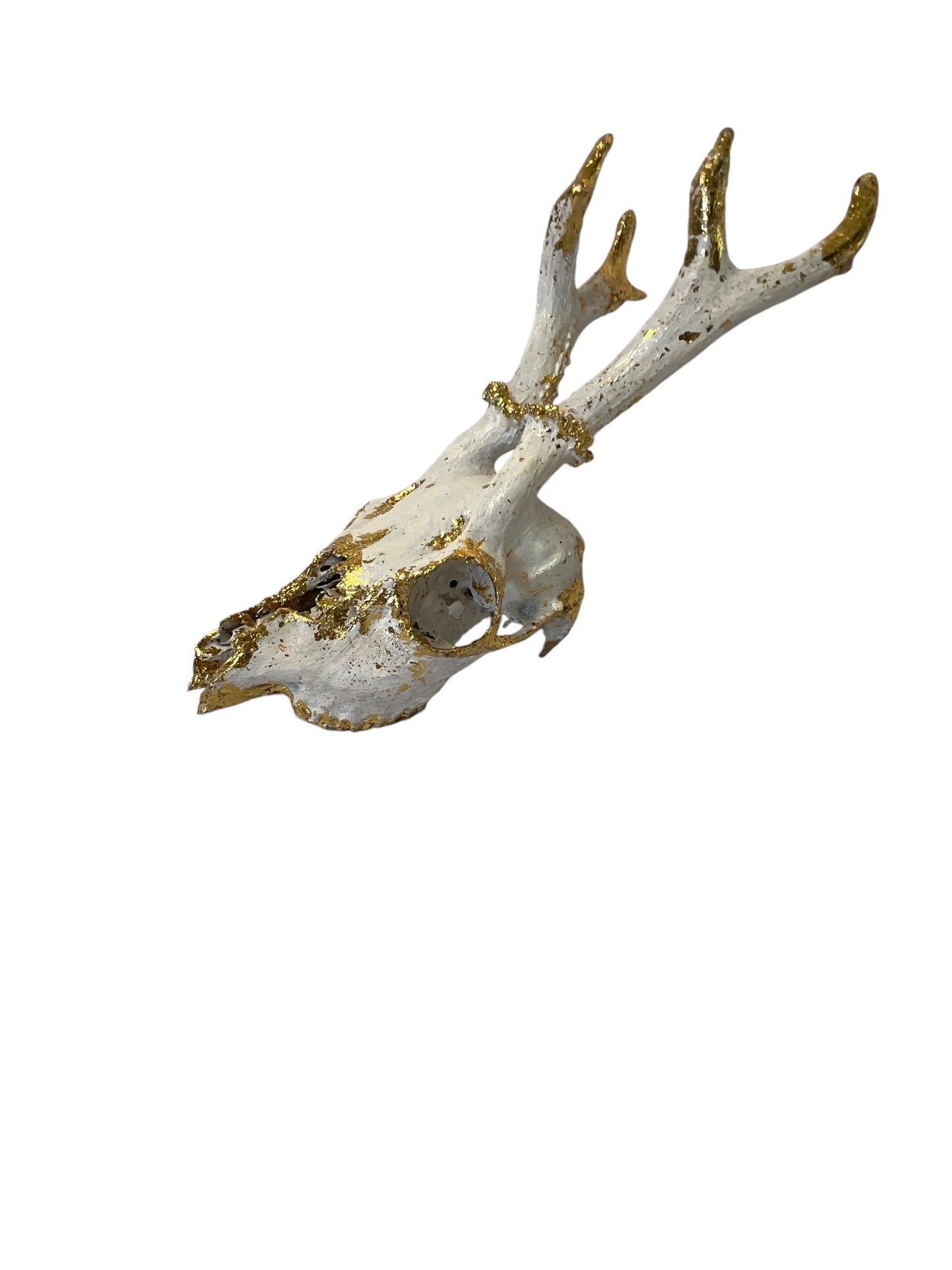 Scottish White & Gold Deer Skull