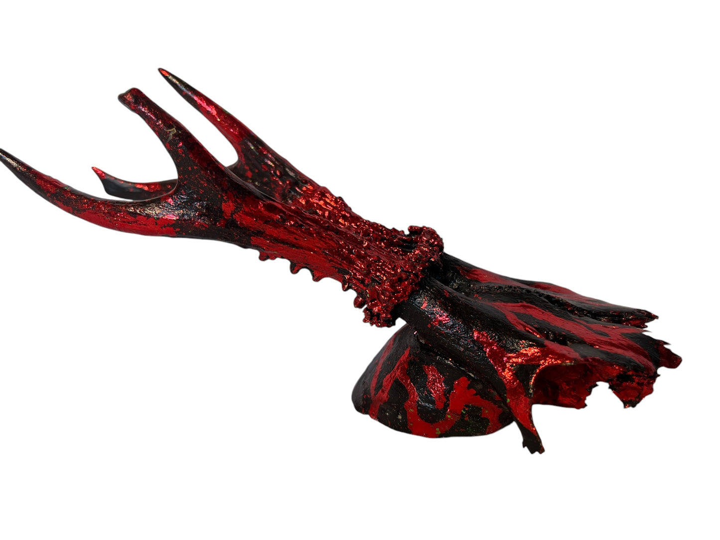 Scottish Red Flame Roe Deer Skull