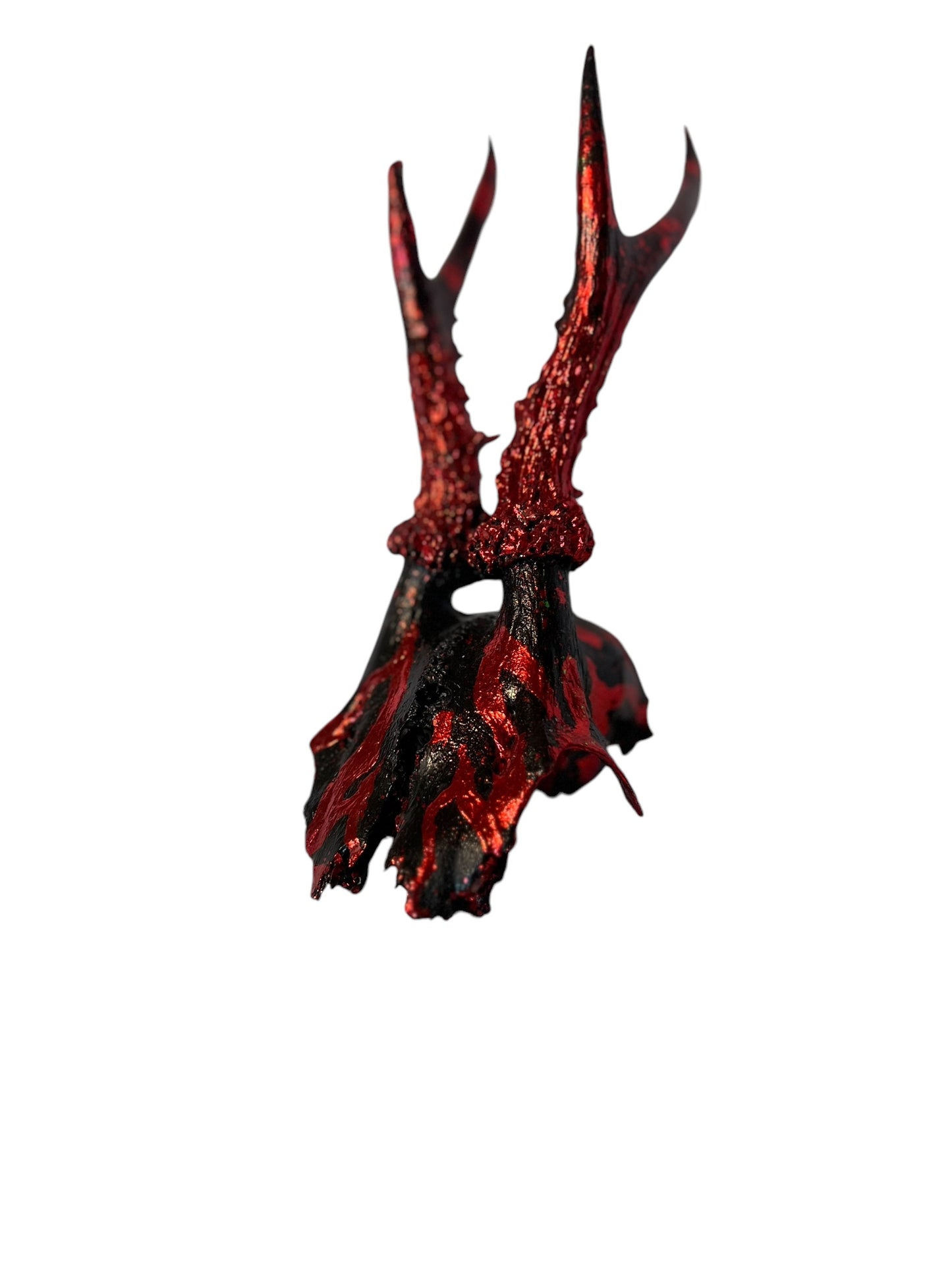 Scottish Red Flame Roe Deer Skull