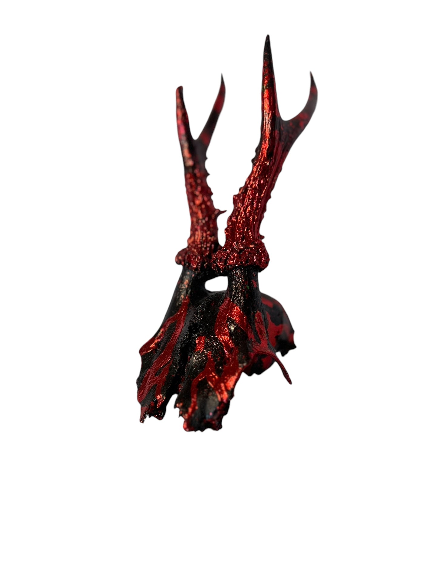 Scottish Red Flame Roe Deer Skull
