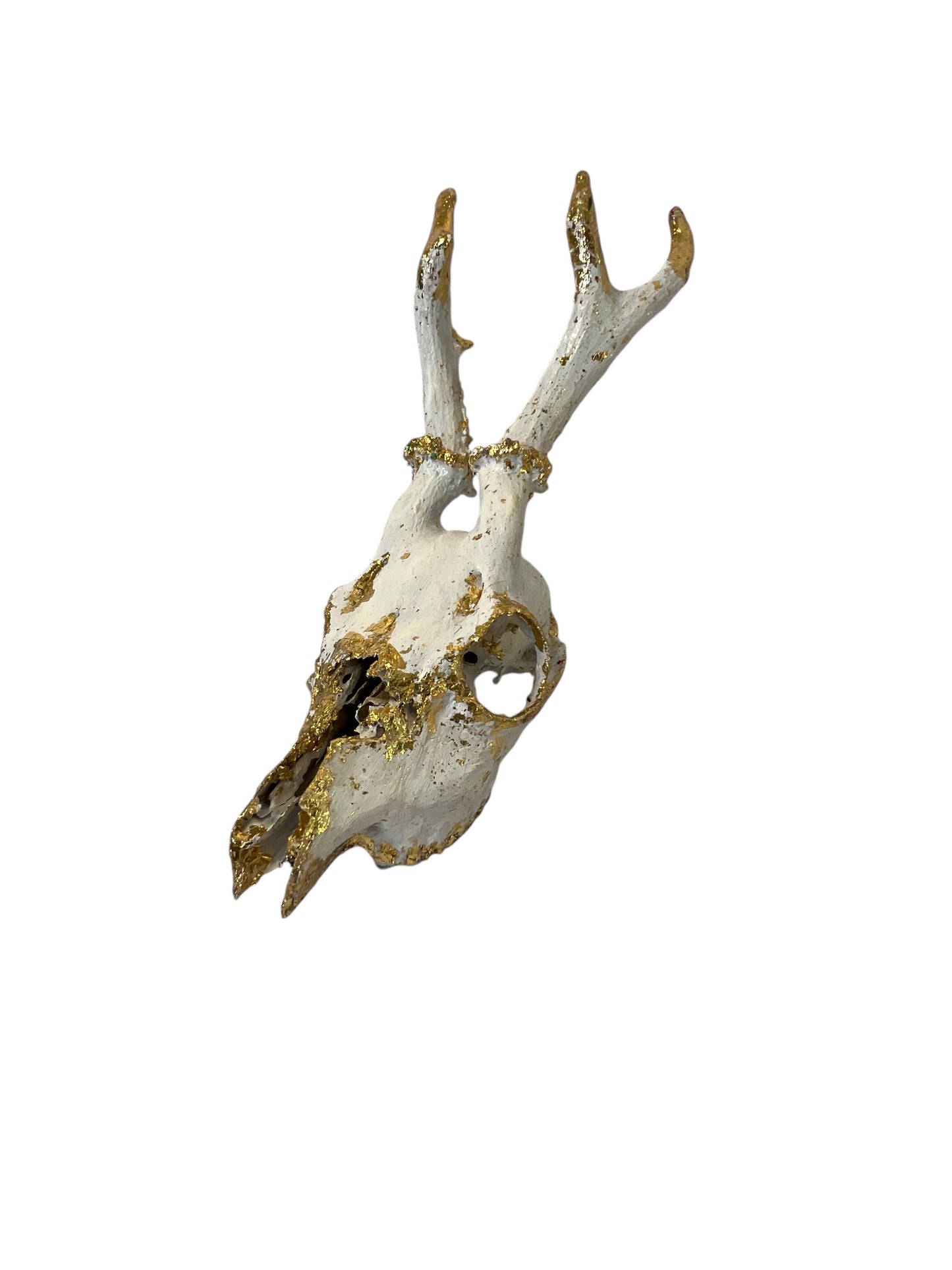 Scottish White & Gold Deer Skull