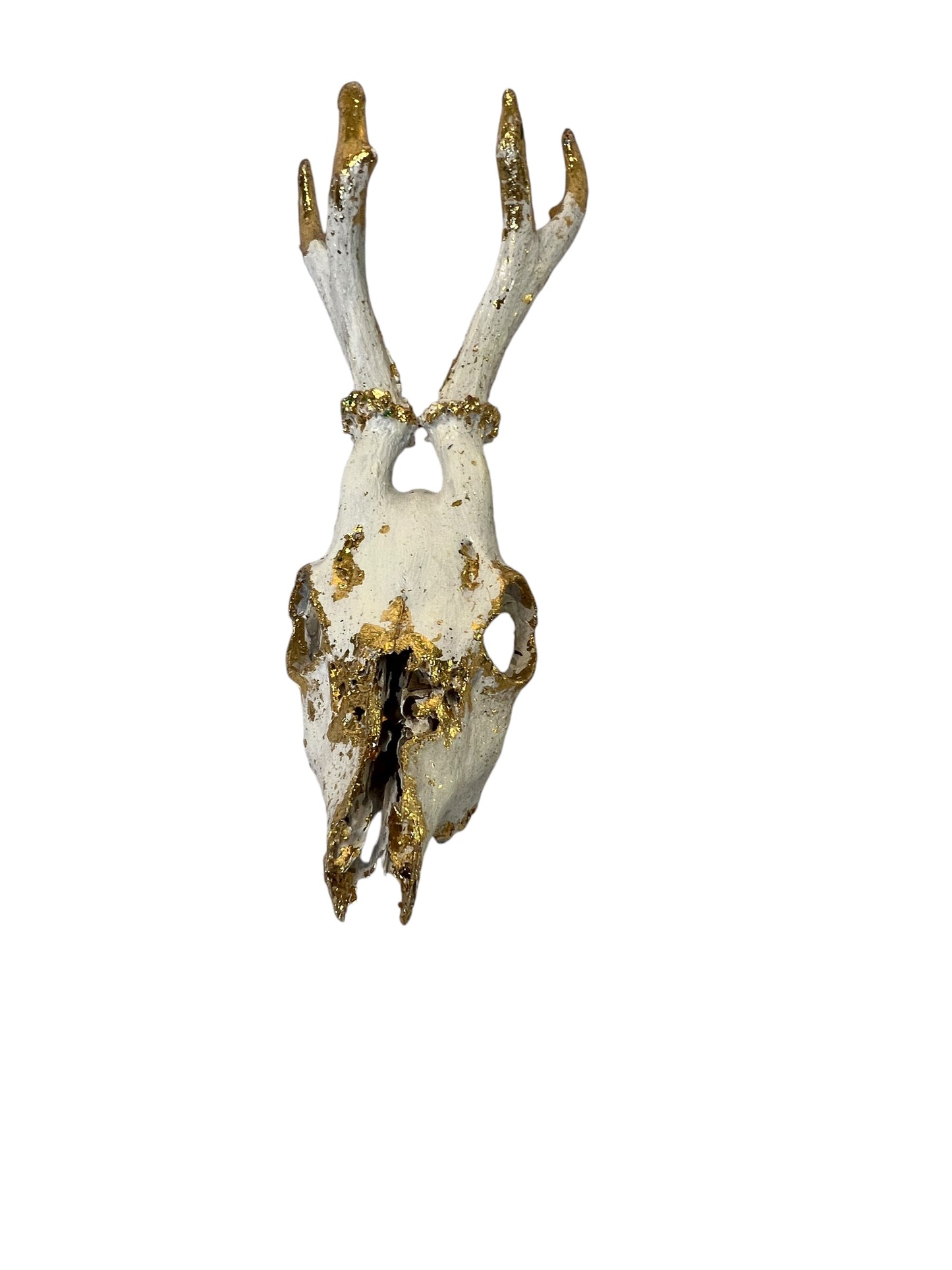 Scottish White & Gold Deer Skull