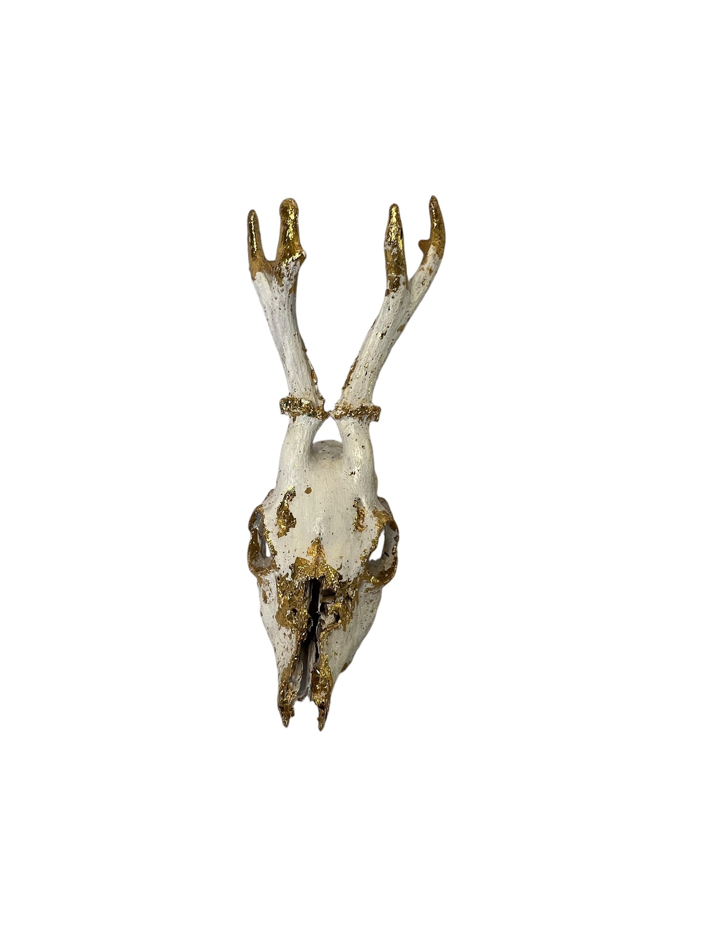 Scottish White & Gold Deer Skull