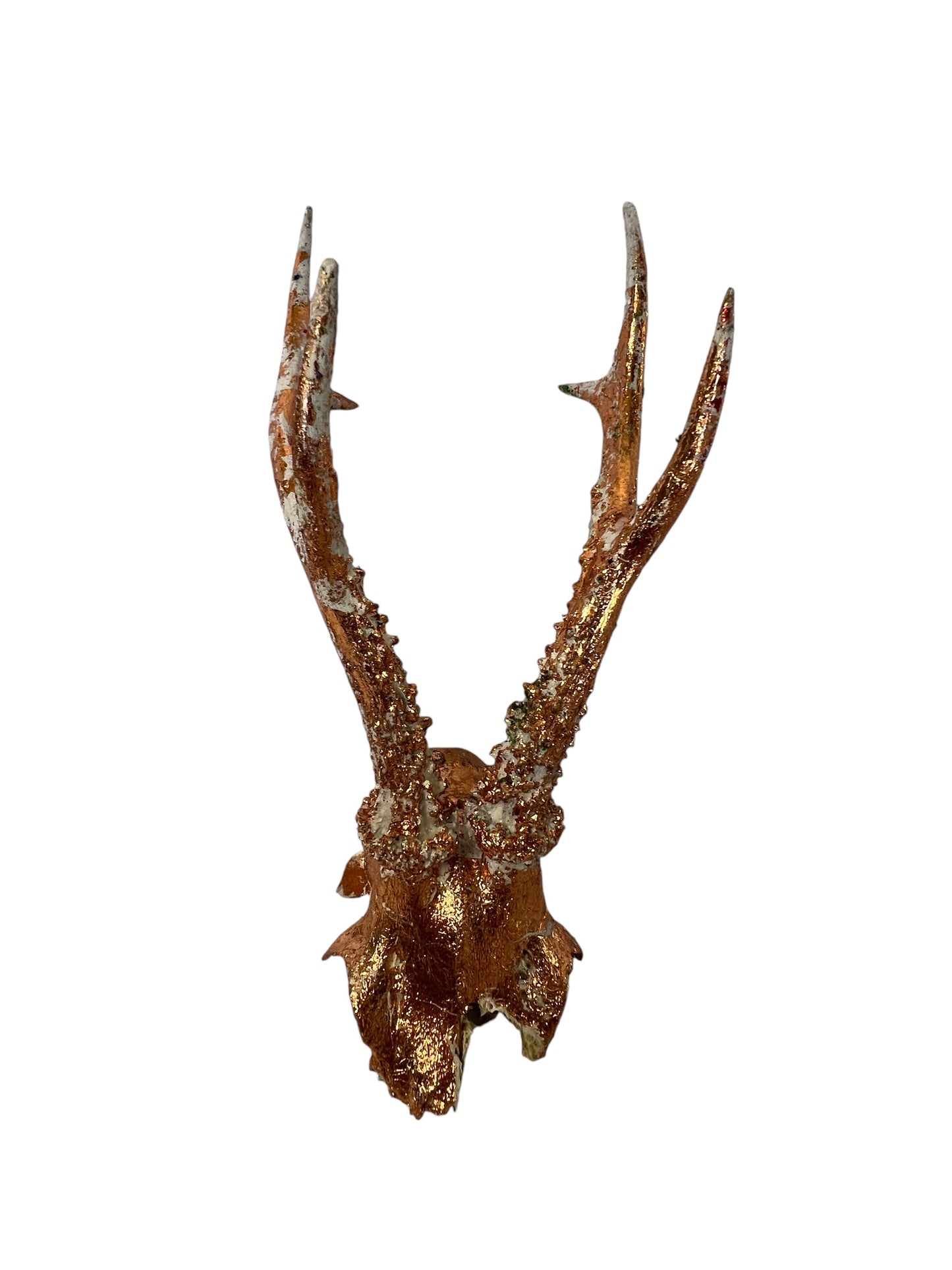 Scottish Copper Sunflower Roe Deer Skull