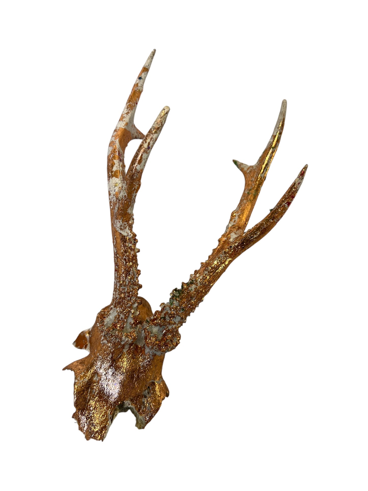 Scottish Copper Sunflower Roe Deer Skull