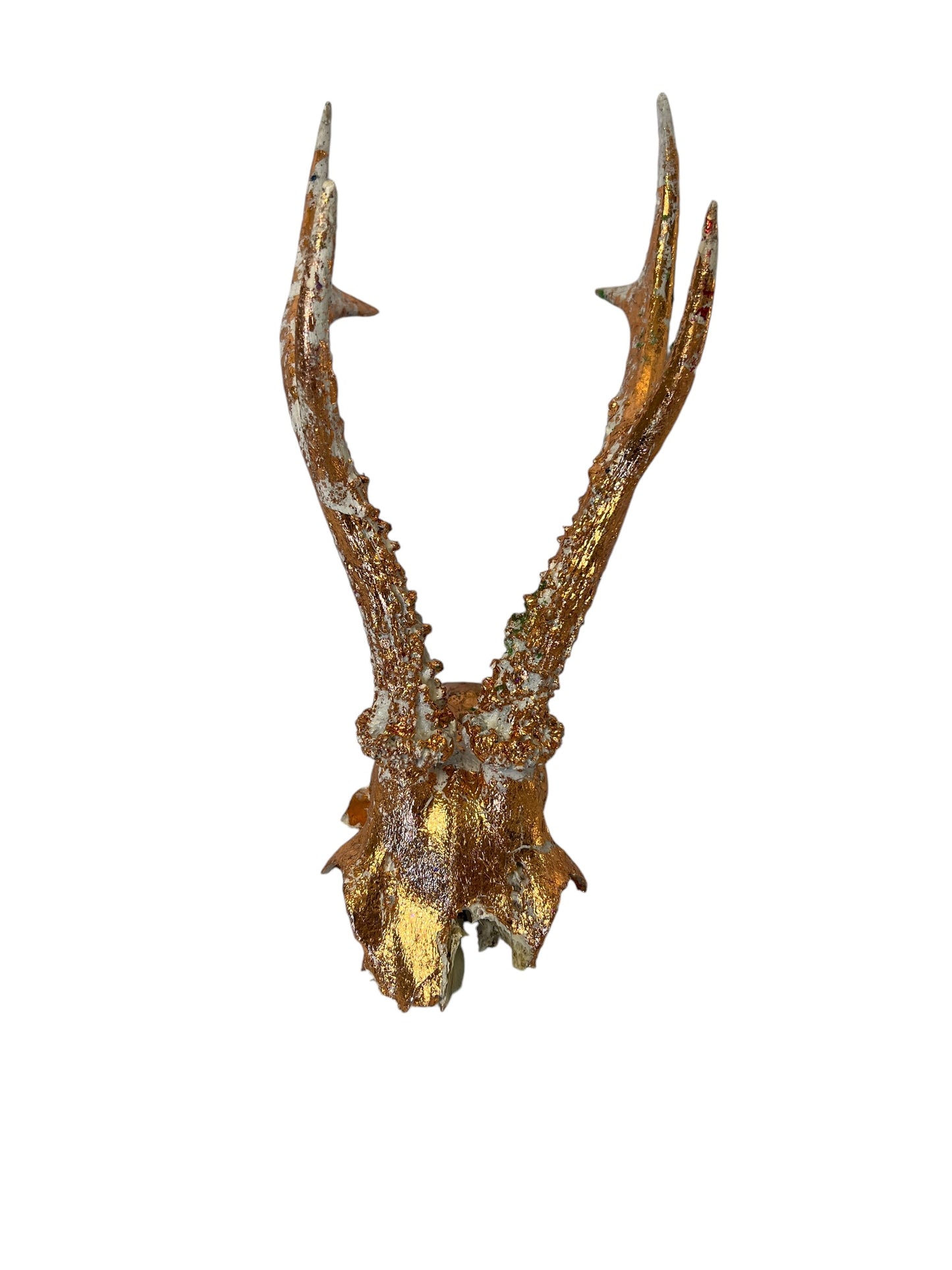 Scottish White & Gold Roe Deer Skull