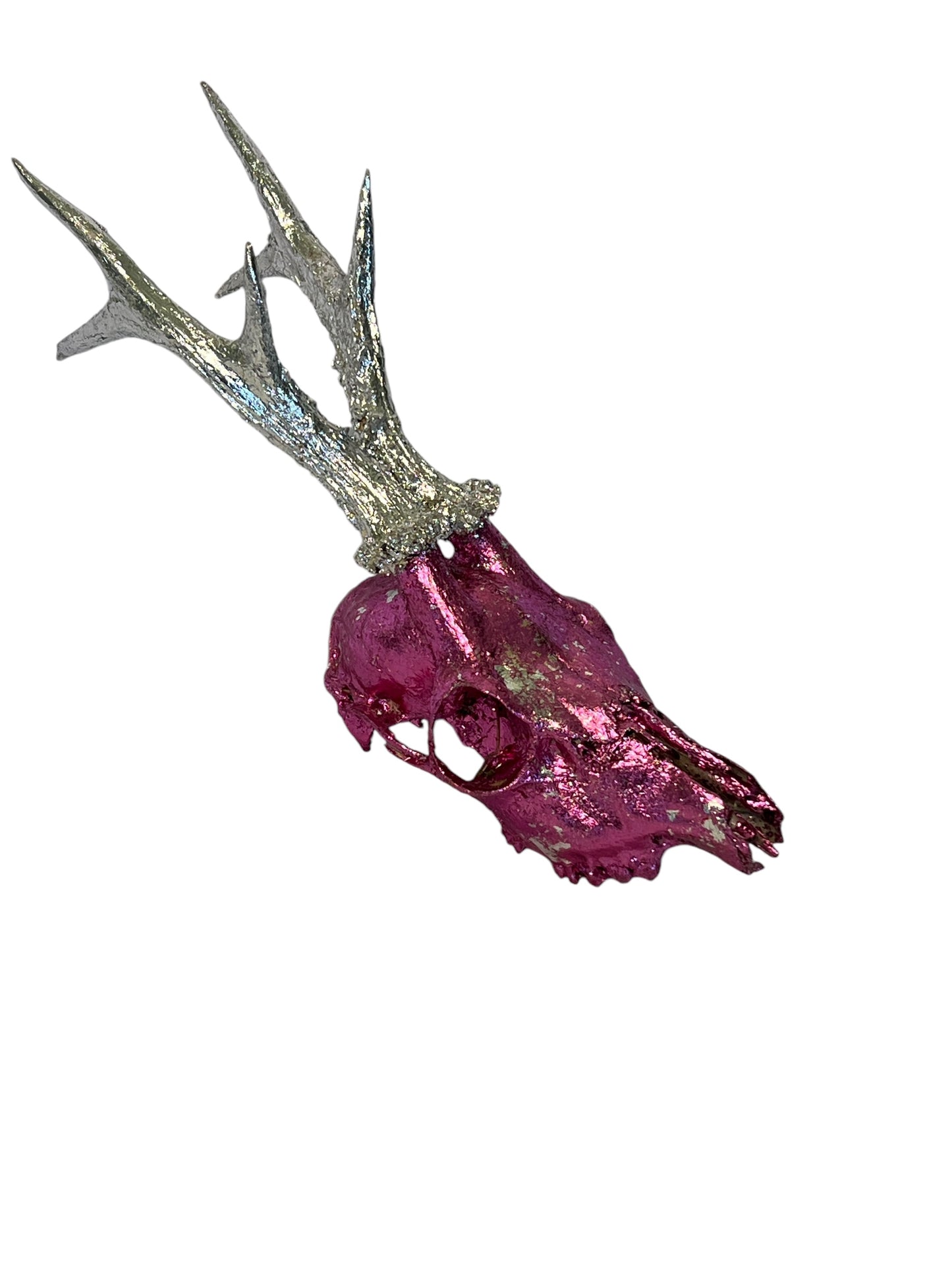 Scottish Pink & Silver Roe Deer Skull