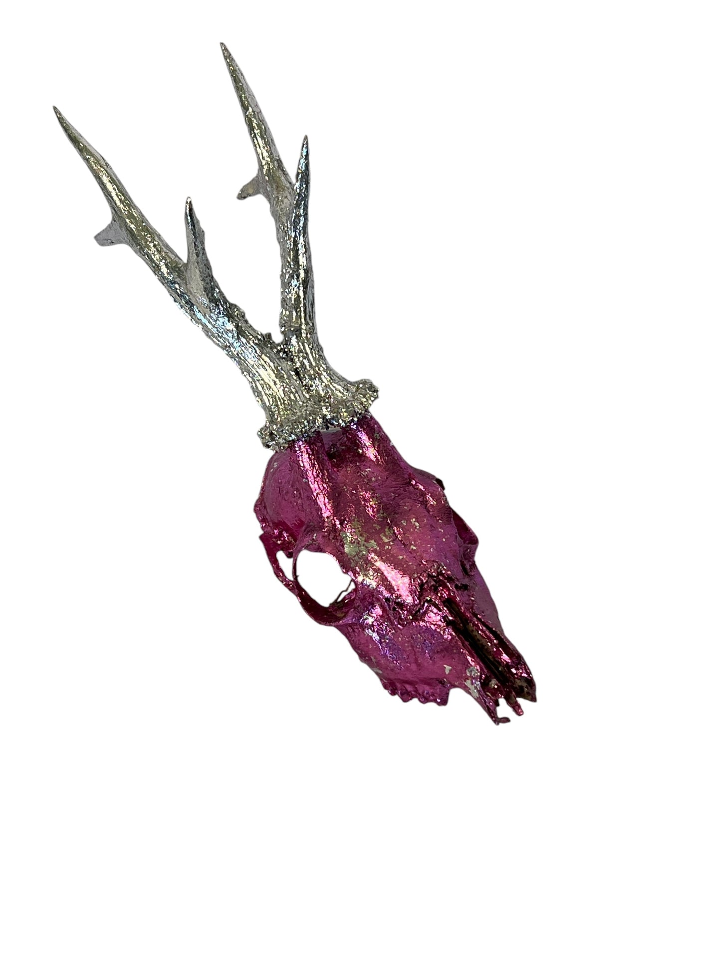 Scottish Pink & Silver Roe Deer Skull